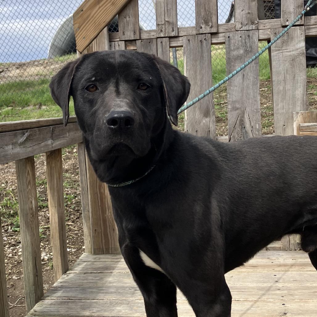 Enlarge Duke, a Adoptable Black Labrador Retriever in Pulaski, TN image 3/6
