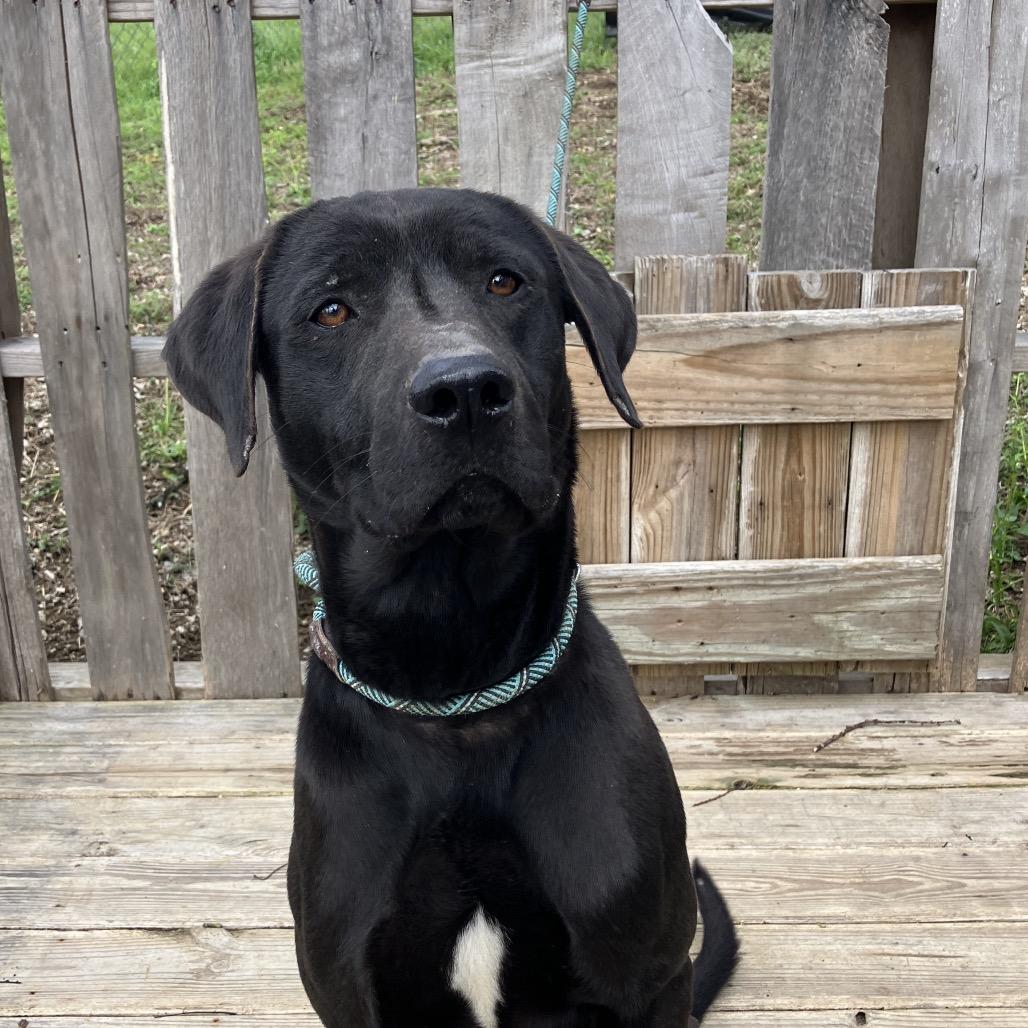 Enlarge Duke, a Adoptable Black Labrador Retriever in Pulaski, TN image 4/6