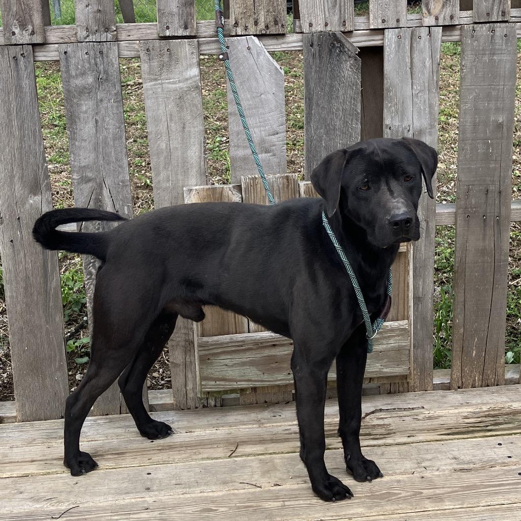Enlarge Duke, a Adoptable Black Labrador Retriever in Pulaski, TN image 5/6