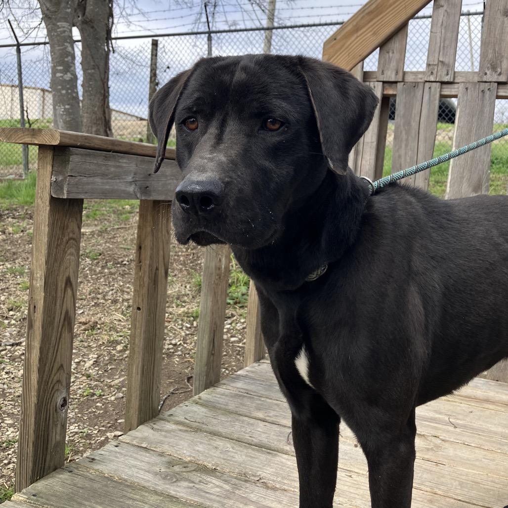 Enlarge Duke, a Adoptable Black Labrador Retriever in Pulaski, TN image 6/6