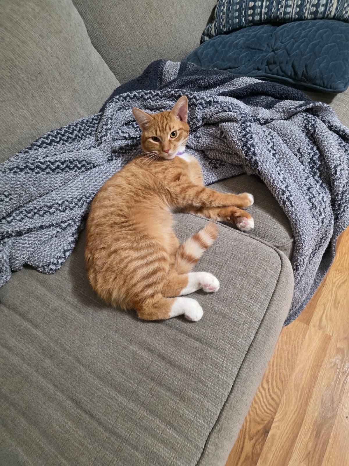 Traffic Cone, a ADOPTABLE Domestic Short Hair in Atlanta, GA image 5/5