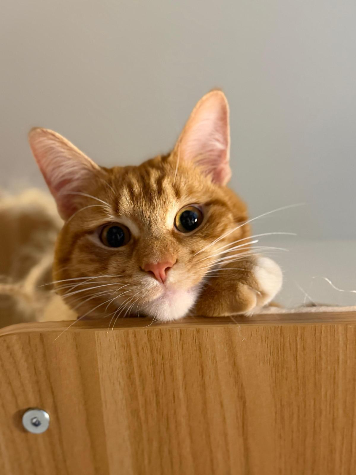 Traffic Cone, ADOPTABLE, Young Male Domestic Short Hair.