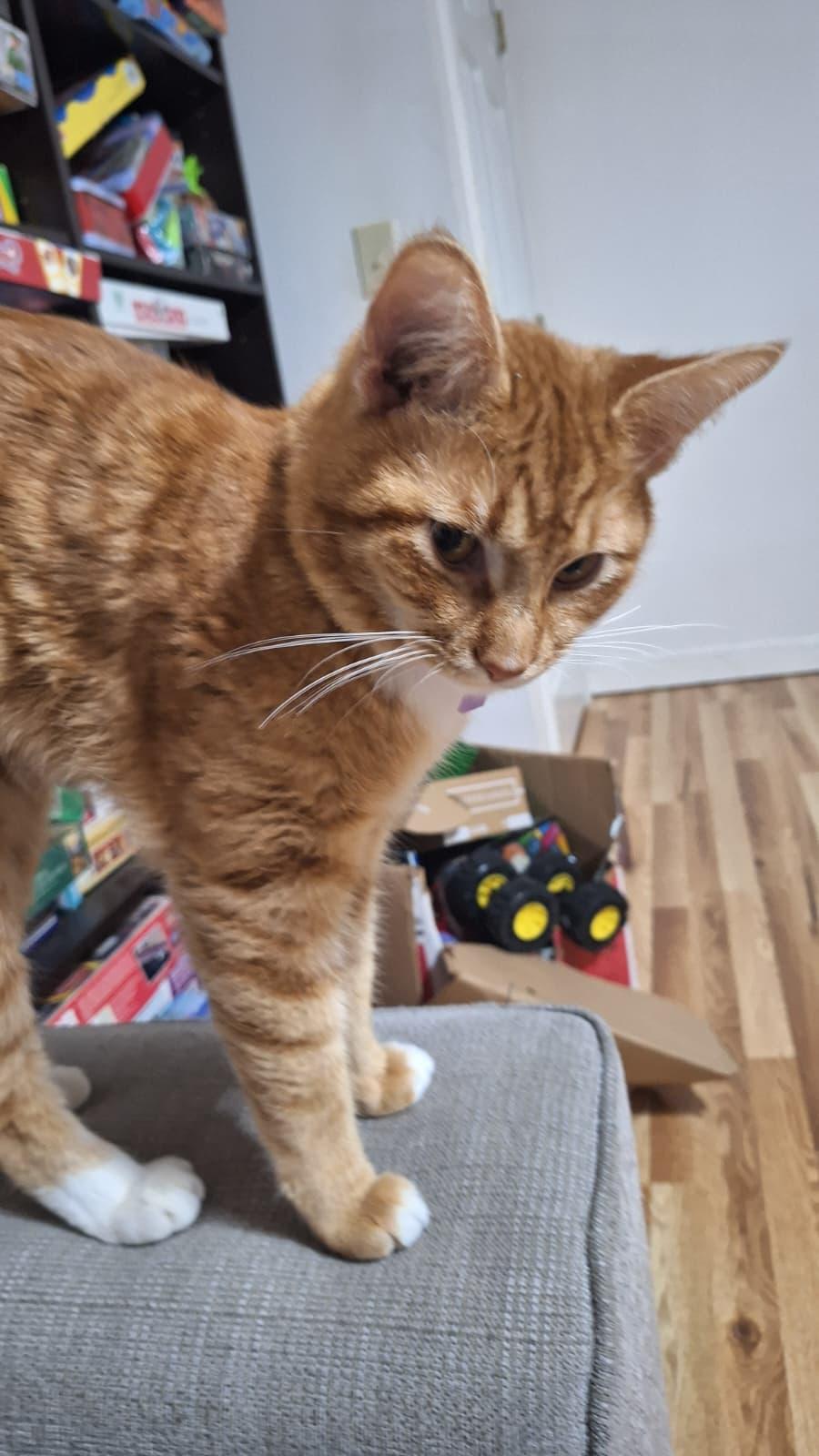 Traffic Cone, ADOPTABLE, Young Male Domestic Short Hair.