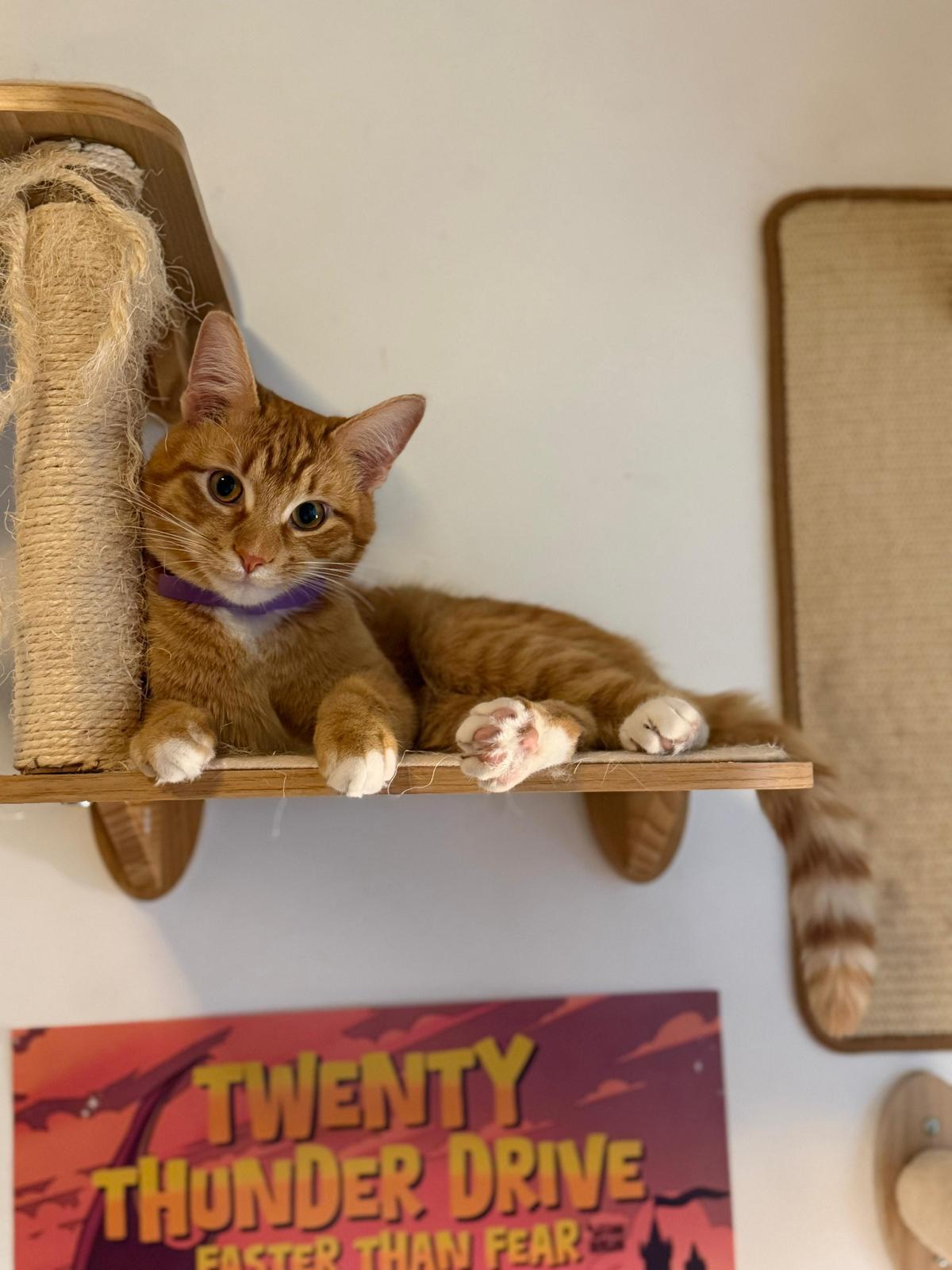 Traffic Cone, a ADOPTABLE Domestic Short Hair in Atlanta, GA image 2/5