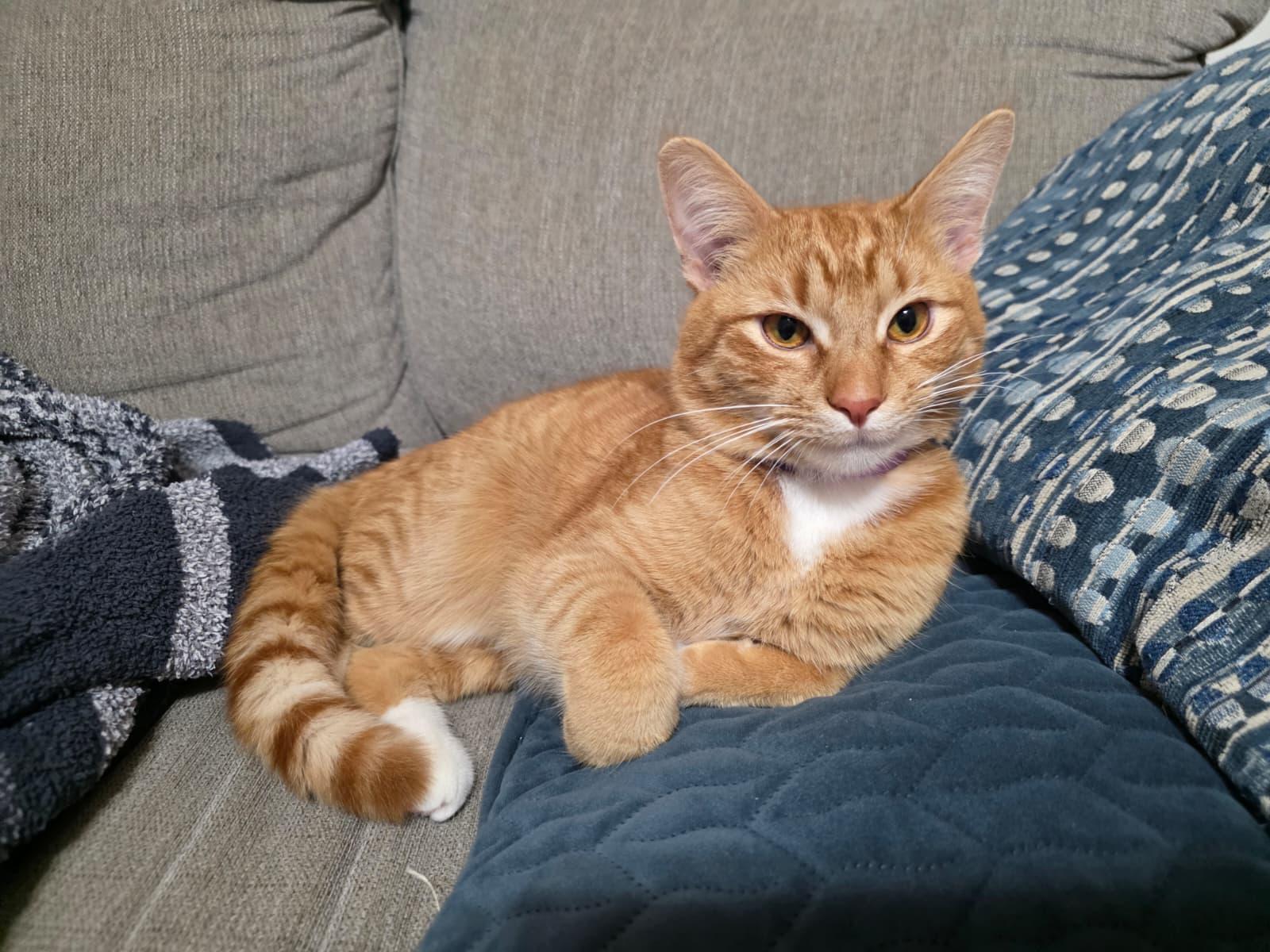 Traffic Cone, a ADOPTABLE Domestic Short Hair in Atlanta, GA image 4/5