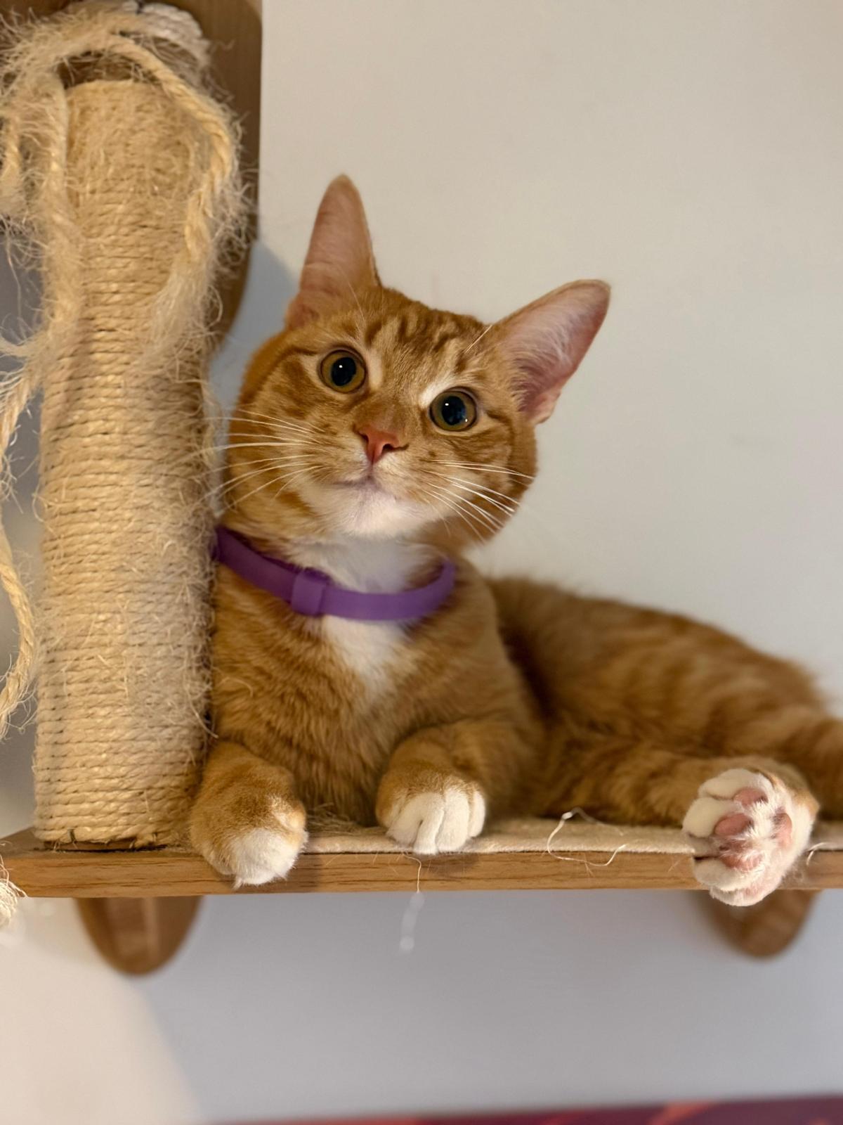 Traffic Cone, a ADOPTABLE Domestic Short Hair in Atlanta, GA image 3/5