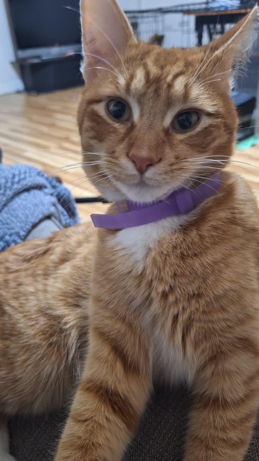 Enlarge Traffic Cone, a ADOPTABLE Domestic Short Hair in Cumming, GA image 3/5