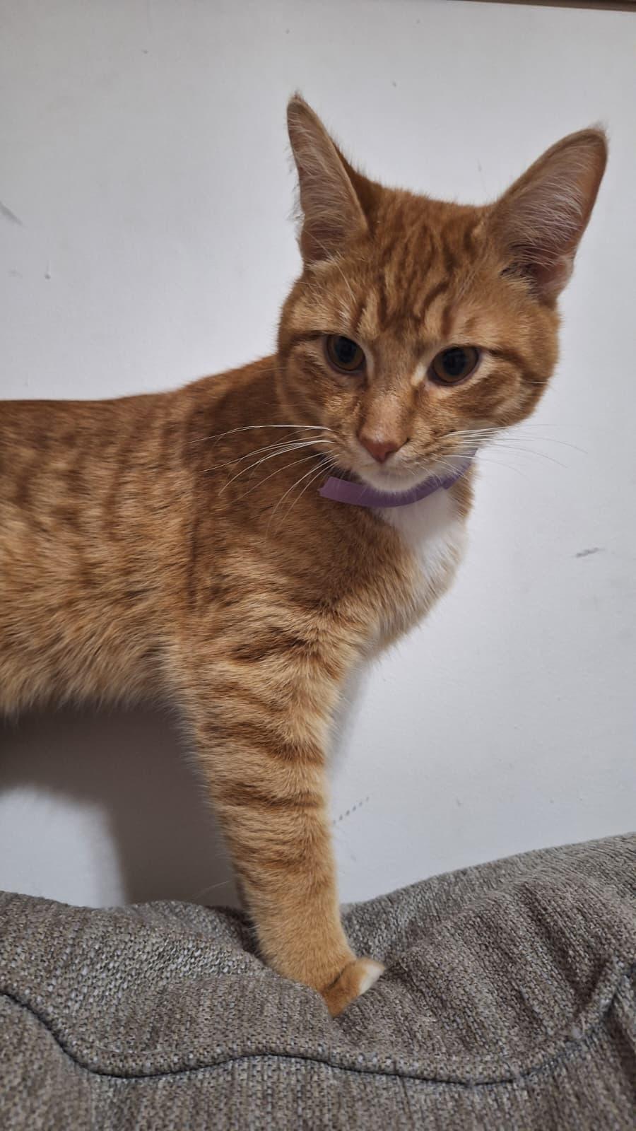 Enlarge Traffic Cone, a ADOPTABLE Domestic Short Hair in Cumming, GA image 4/5