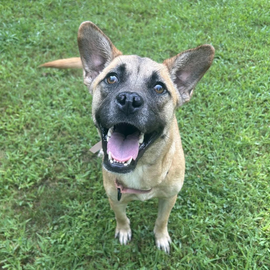 Enlarge Magpie, a Adoptable mixed breed in Shermans Dale, PA image 5/6