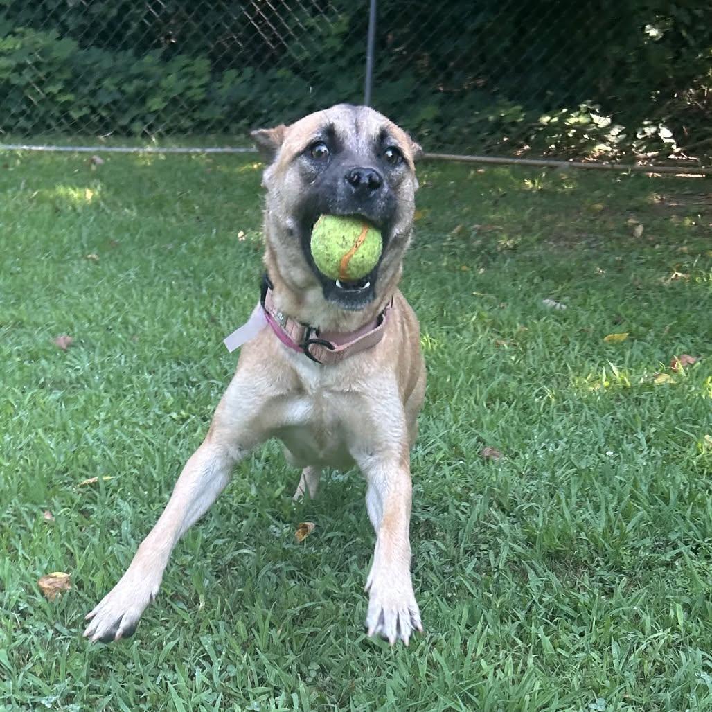 Enlarge Magpie, a Adoptable mixed breed in Shermans Dale, PA image 6/6