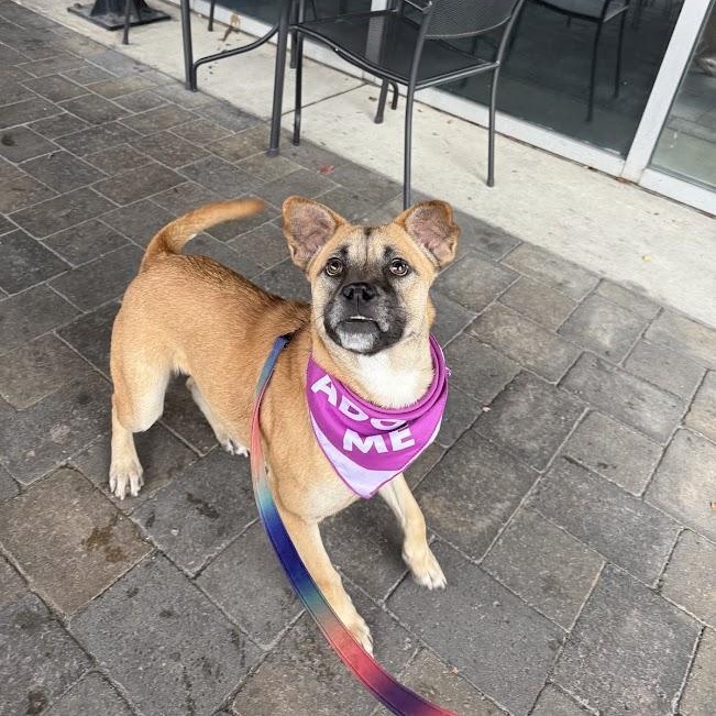Magpie, Adoptable, Adult Female Shepherd & Black Mouth Cur.