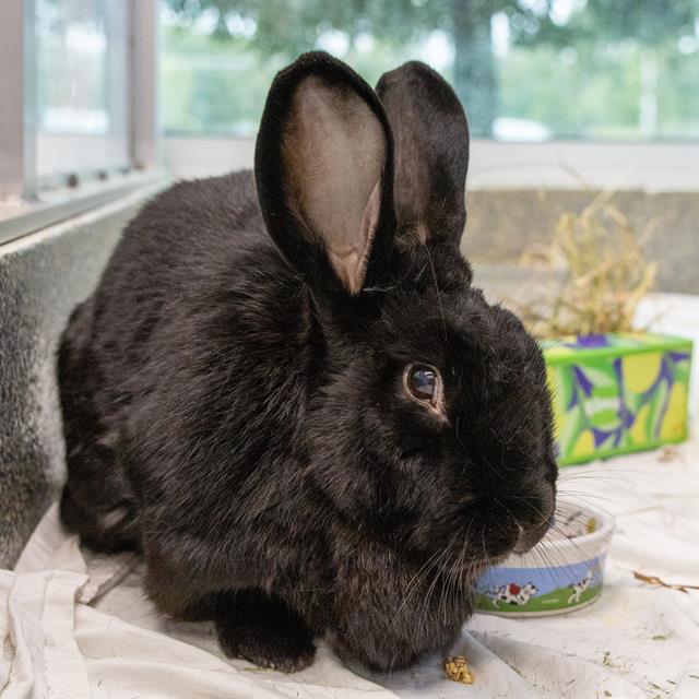 GAL GADOT, Adoptable, Adult Female New Zealand.
