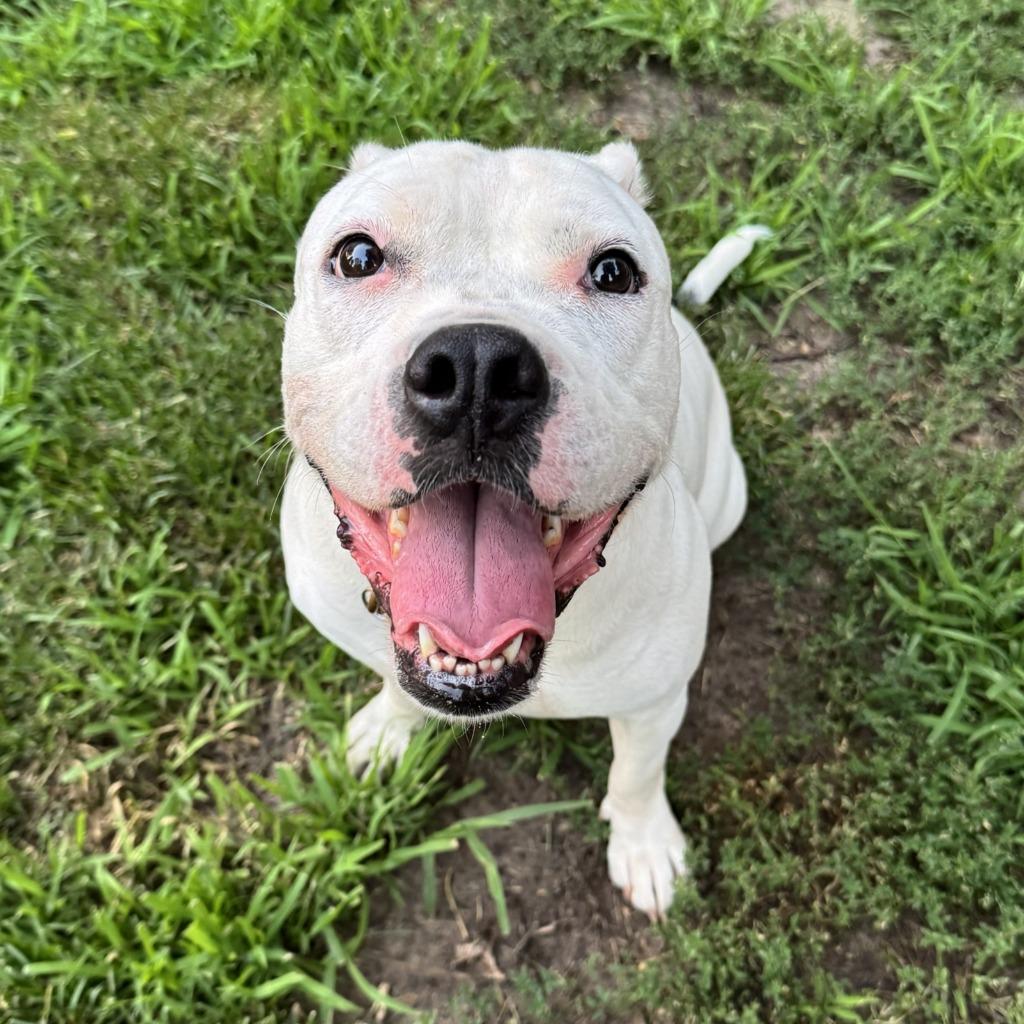 Yumi, Adoptable, Young Female American Bulldog & Mixed Breed.