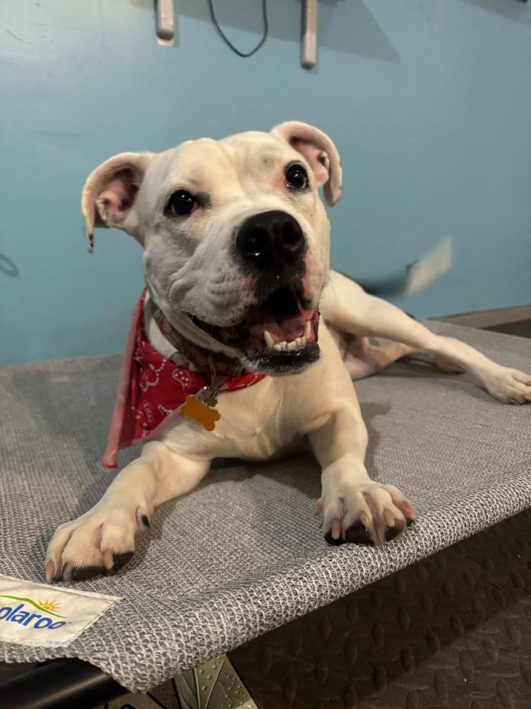 Yumi, a Adoptable mixed breed in Minneapolis, MN image 5/6