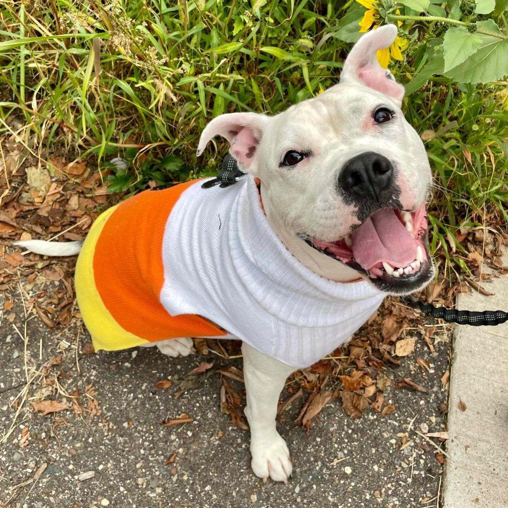 Yumi, a Adoptable mixed breed in Minneapolis, MN image 2/6