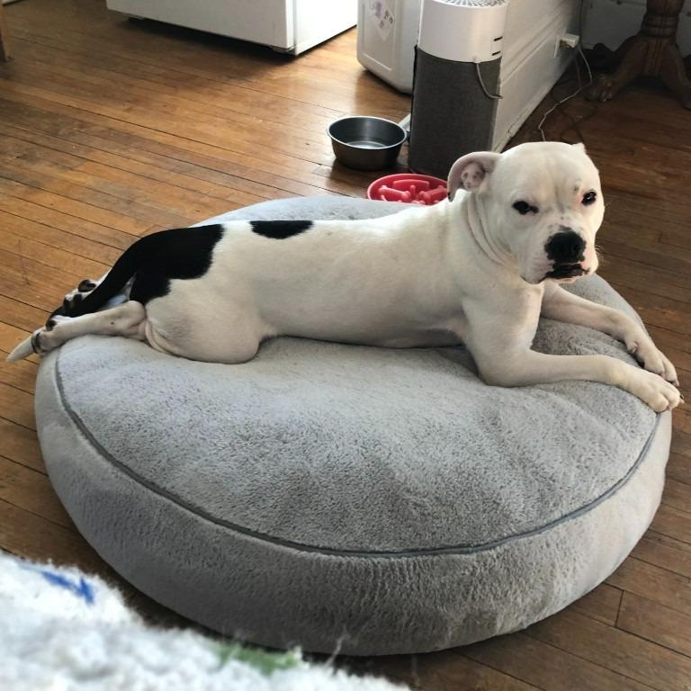 Yumi, a Adoptable mixed breed in Minneapolis, MN image 6/6