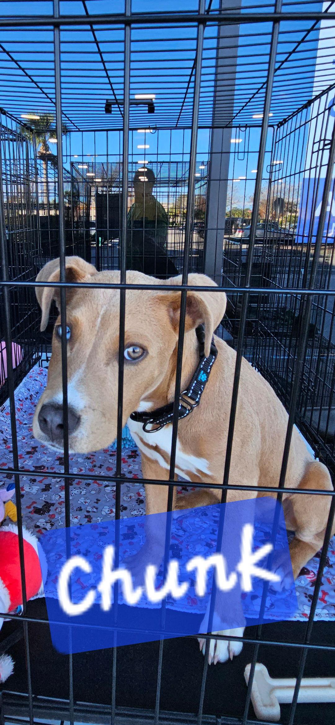 Enlarge Chunk, a Adoptable Catahoula Leopard Dog in Brooksville, FL image 1/3