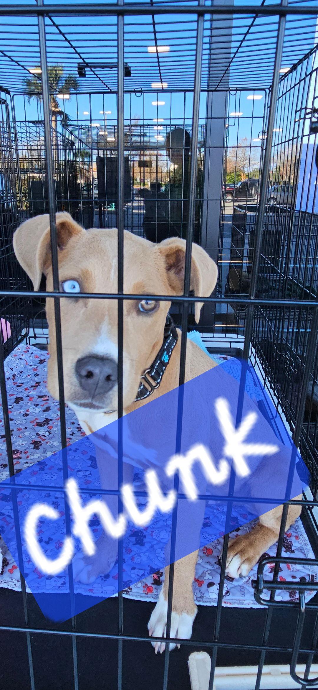 Enlarge Chunk, a Adoptable Catahoula Leopard Dog in Brooksville, FL image 3/3