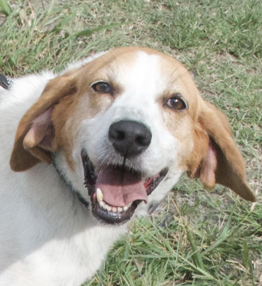 Otto, a Adoptable Hound in Gloucester, VA image 1/5