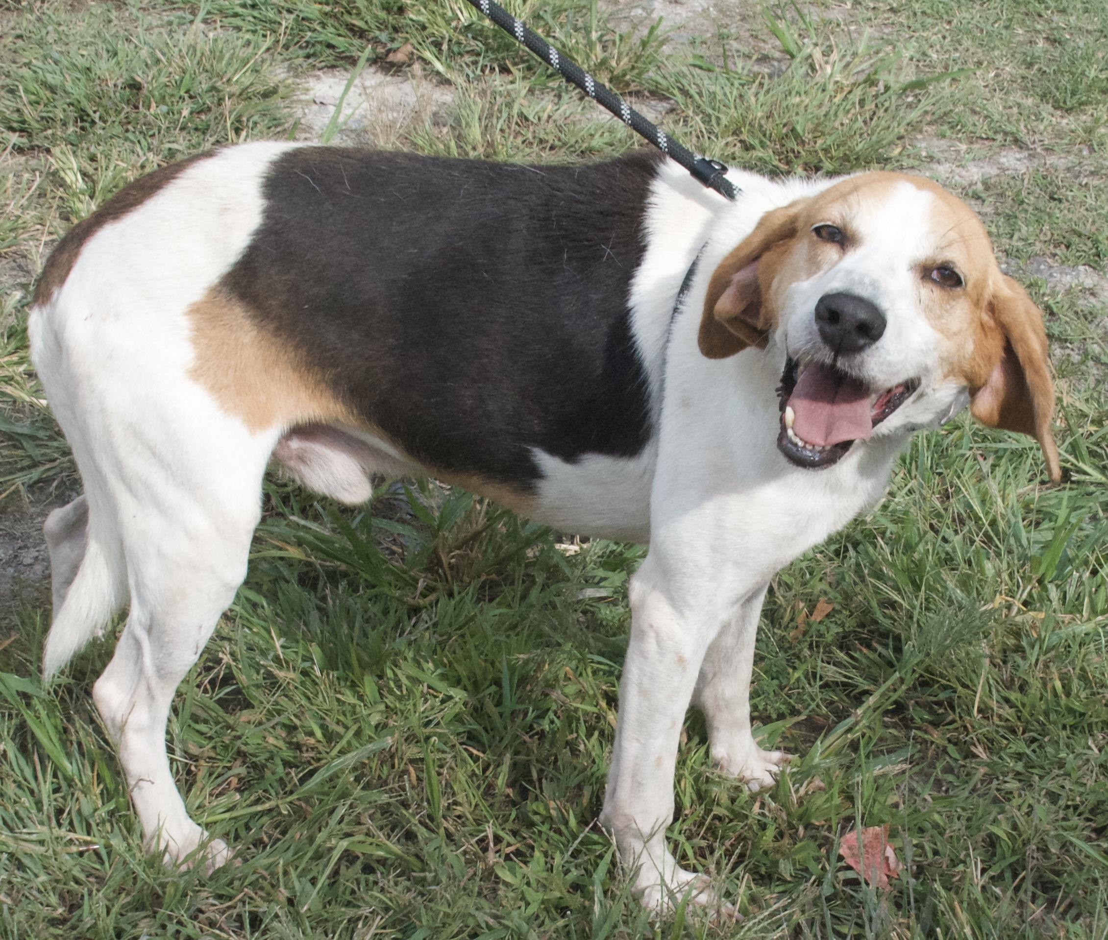 Otto, a Adoptable Hound in Gloucester, VA image 2/5