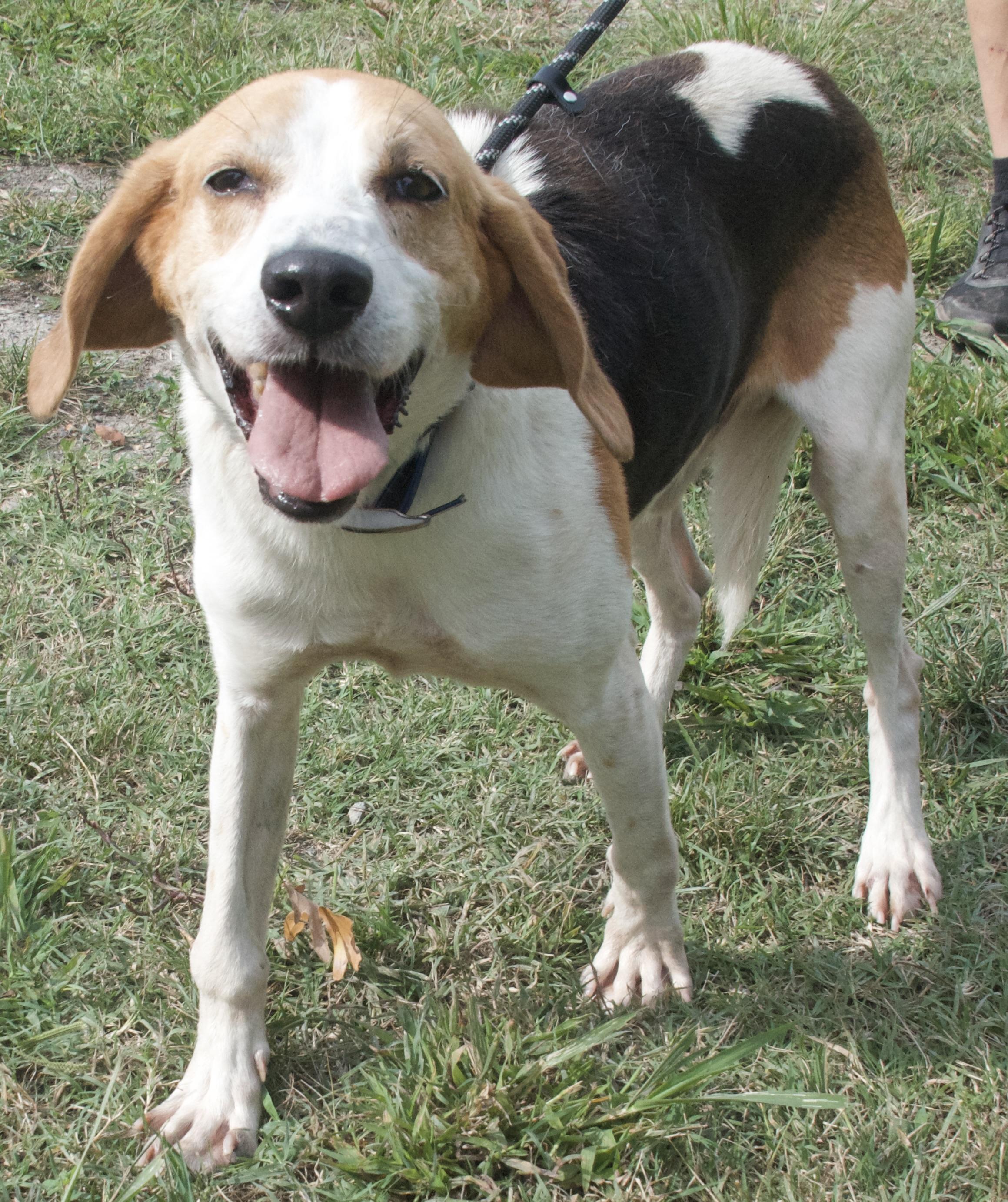 Otto, a Adoptable Hound in Gloucester, VA image 3/5