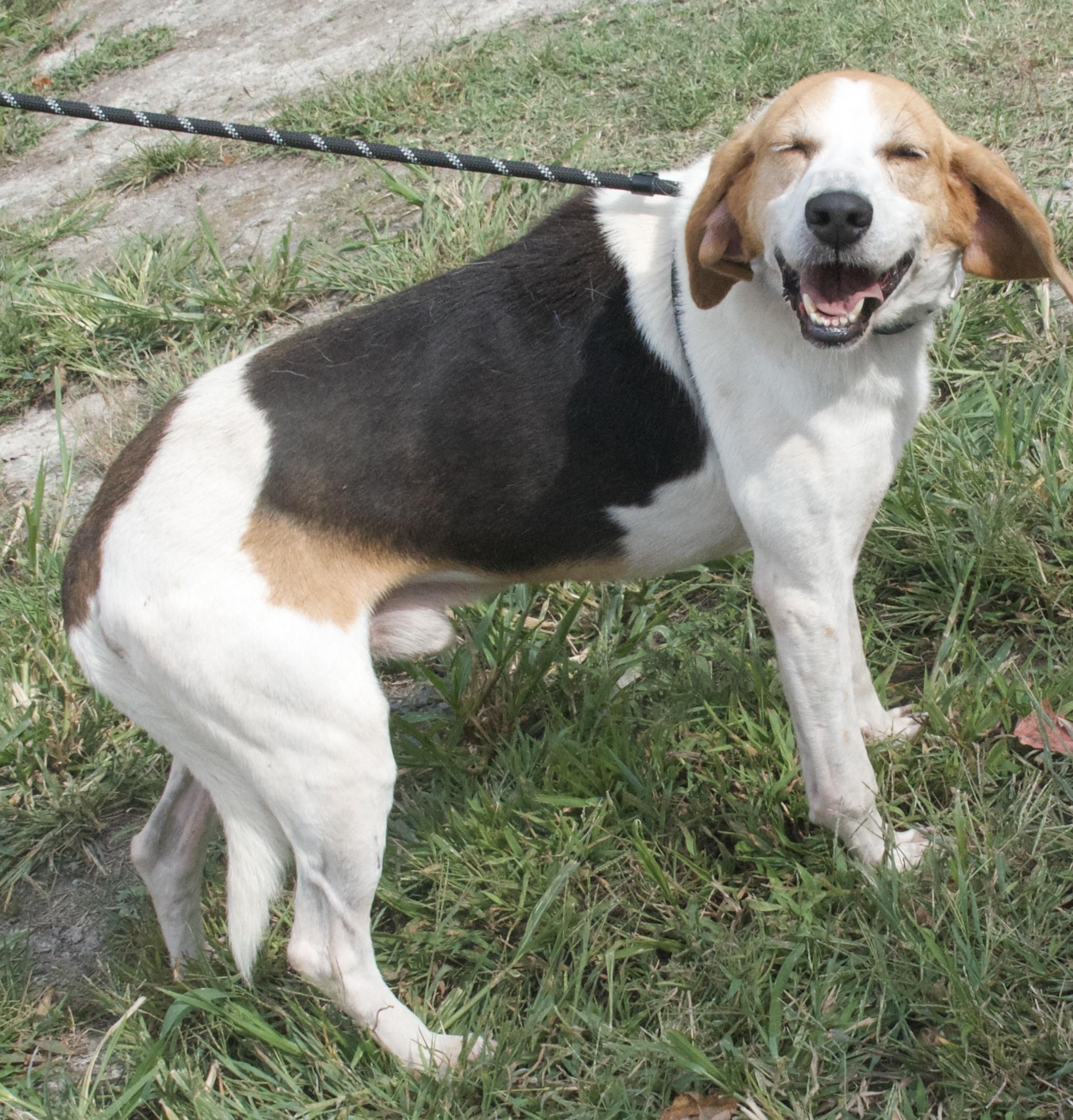Otto, a Adoptable Hound in Gloucester, VA image 5/5