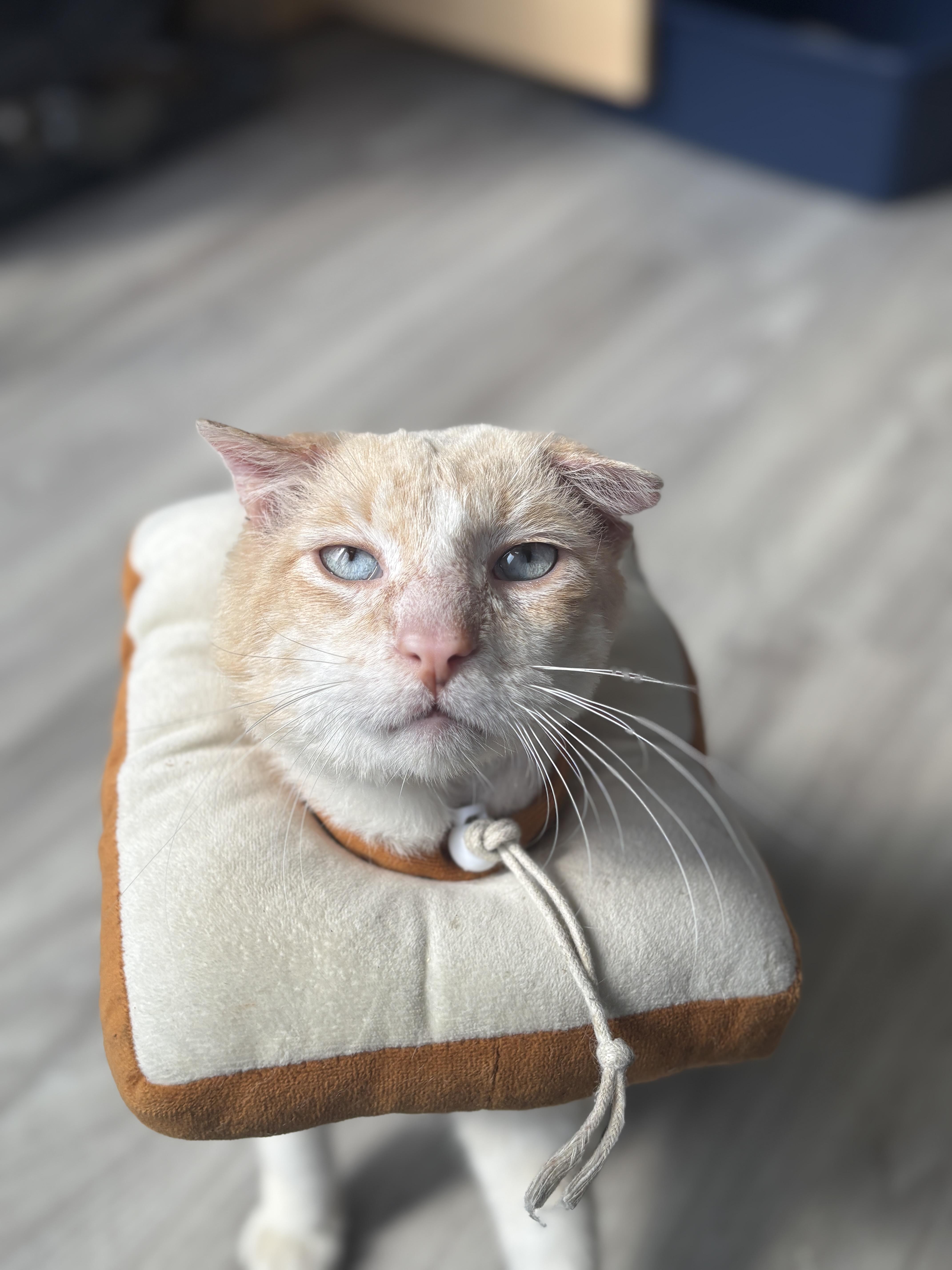 Enlarge Solly, a ADOPTABLE Domestic Short Hair in Pacific Palisades, CA image 1/3