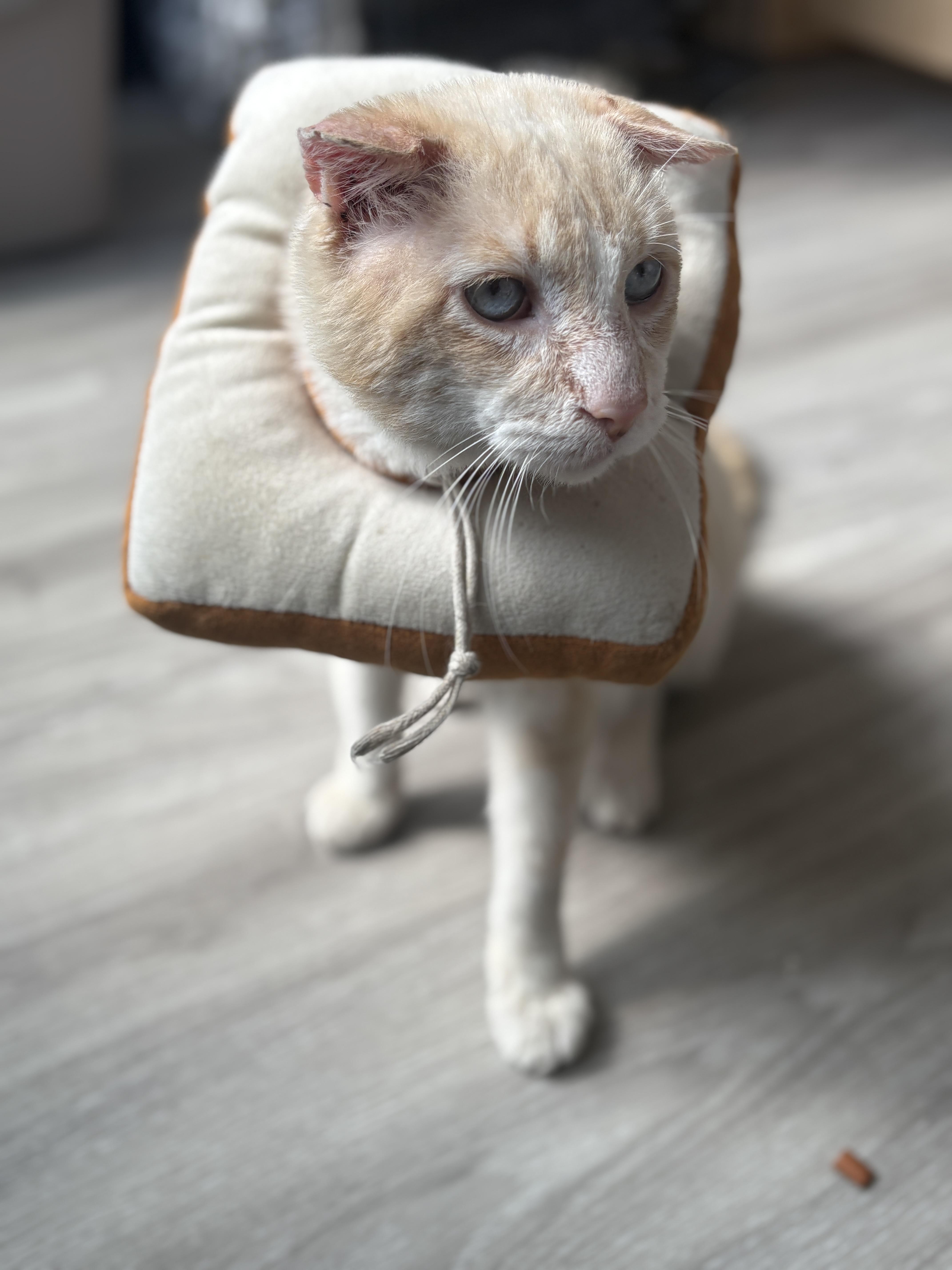 Enlarge Solly, a ADOPTABLE Domestic Short Hair in Pacific Palisades, CA image 2/3