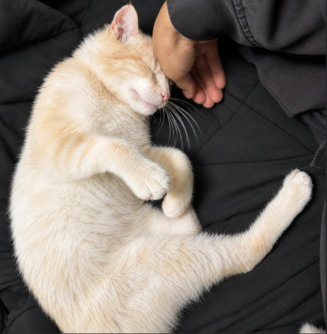 Solly, a ADOPTABLE Domestic Short Hair in Pacific Palisades, CA image 3/4
