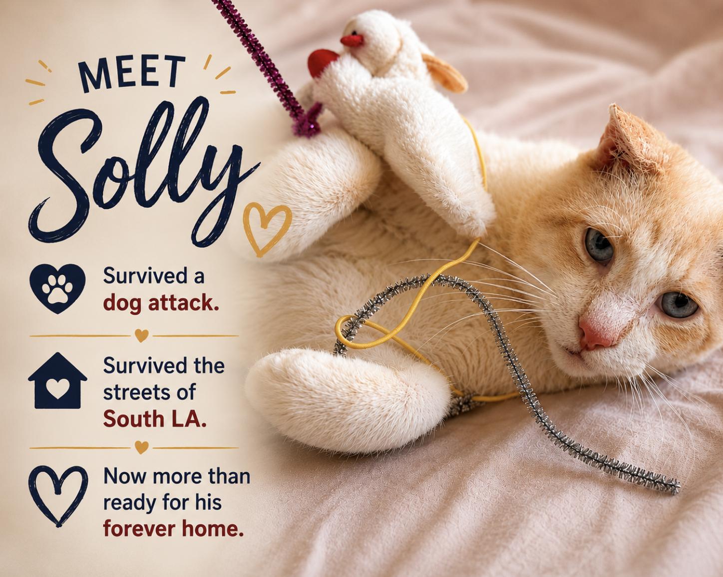 Solly, ADOPTABLE, Adult Male Domestic Short Hair.