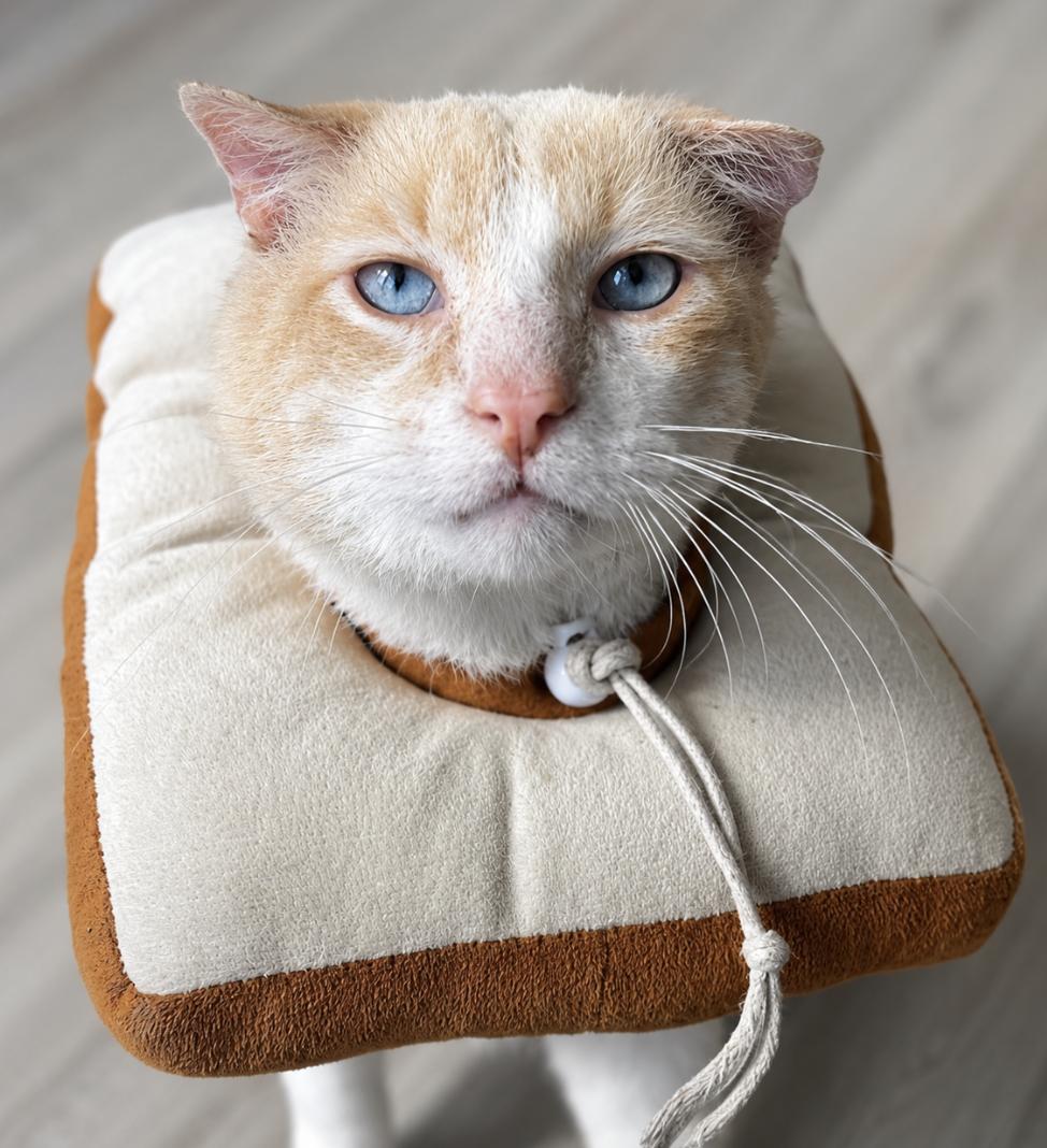 Solly, a ADOPTABLE Domestic Short Hair in Pacific Palisades, CA image 2/4