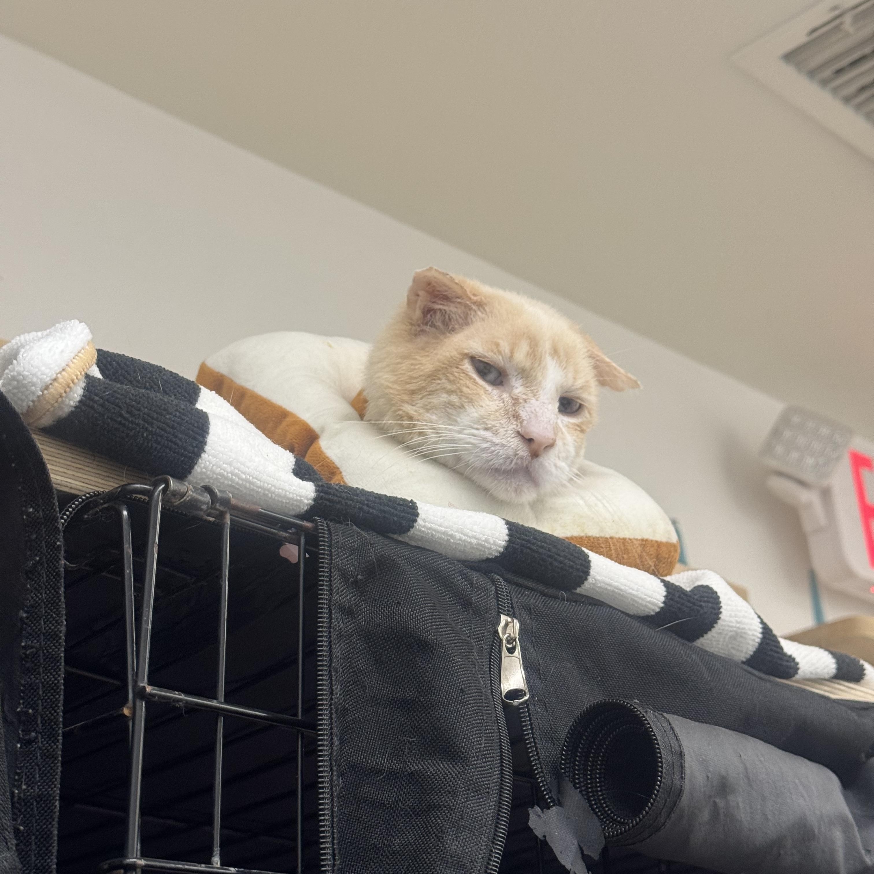 Enlarge Solly, a ADOPTABLE Domestic Short Hair in Pacific Palisades, CA image 3/3