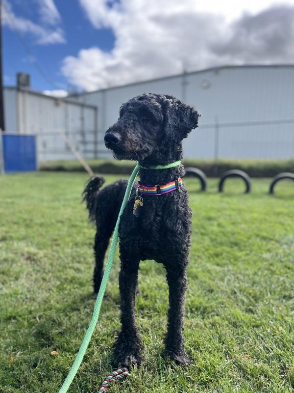 Robert, Adoptable, Adult Male Standard Poodle.