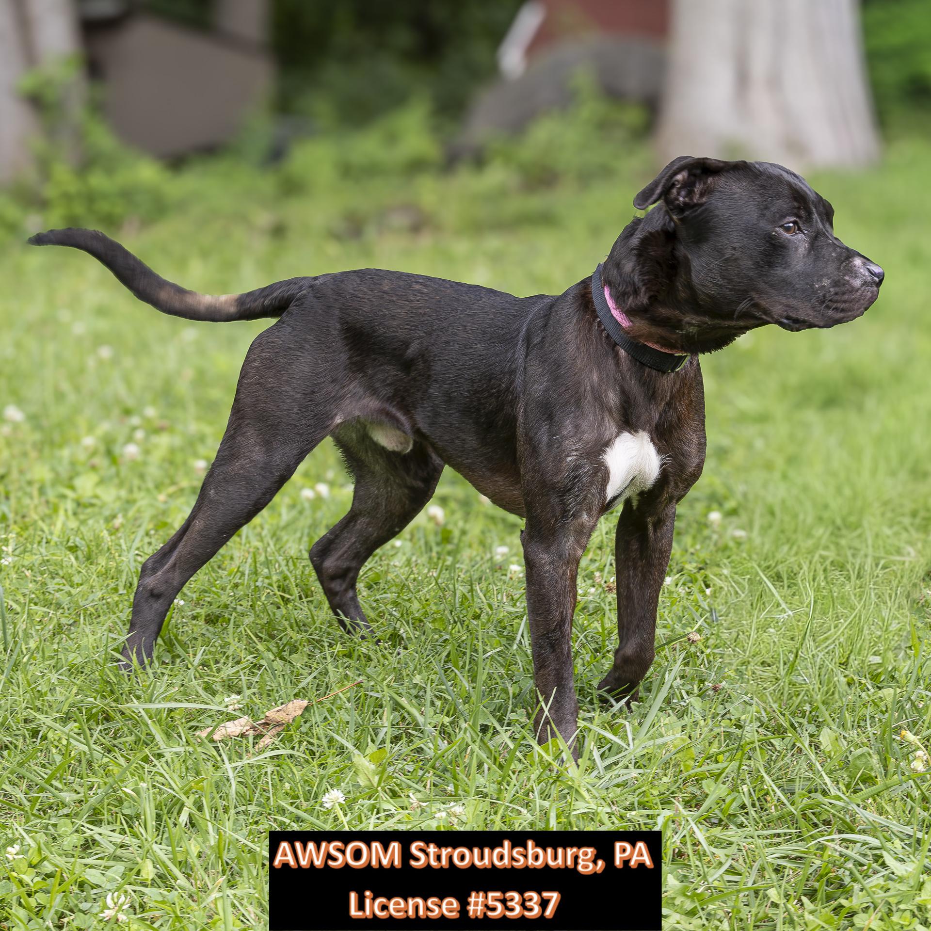 Marshall, adopted, Young Male Black Labrador Retriever.