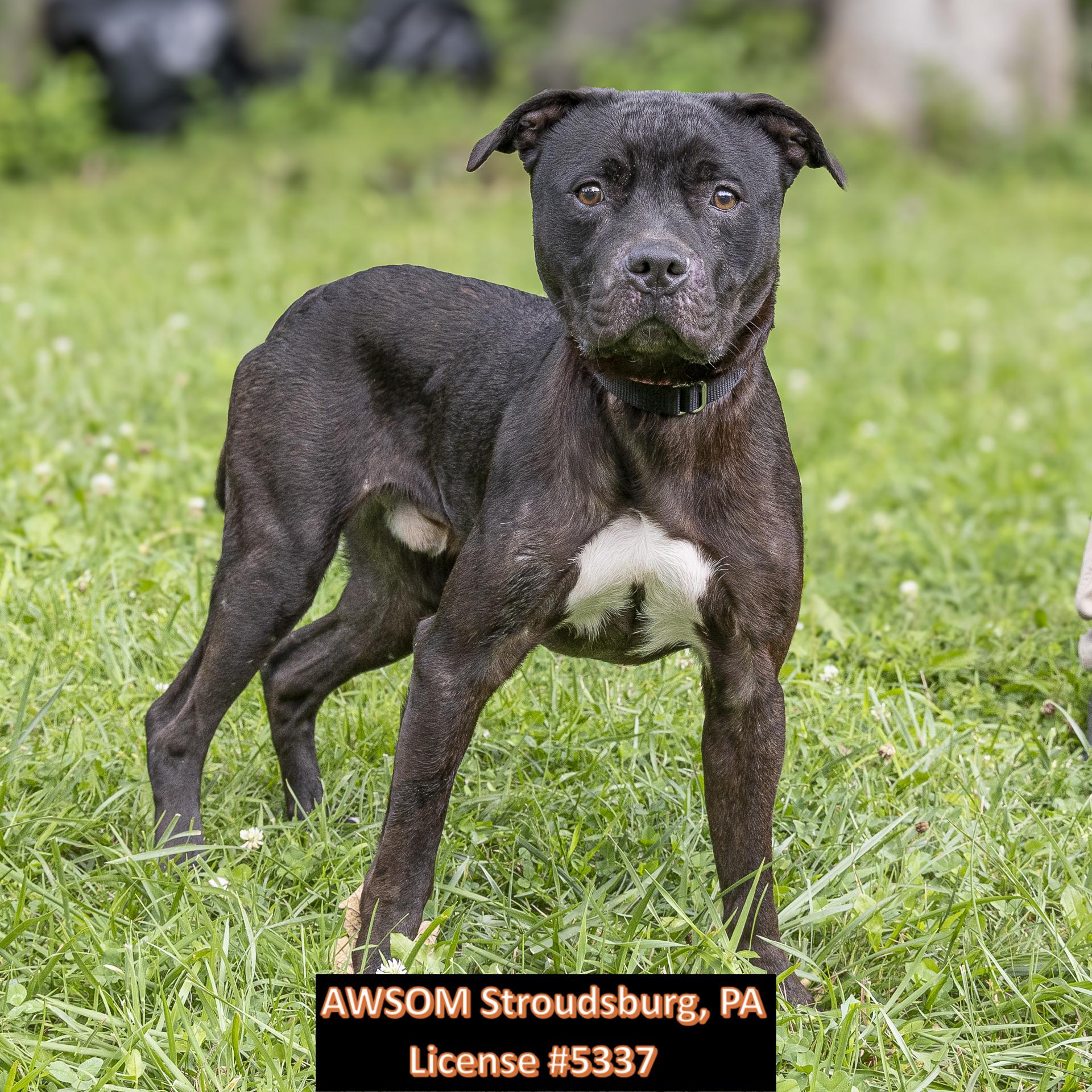 Marshall, an adopted mixed breed in Stroudsburg, PA image 2/2
