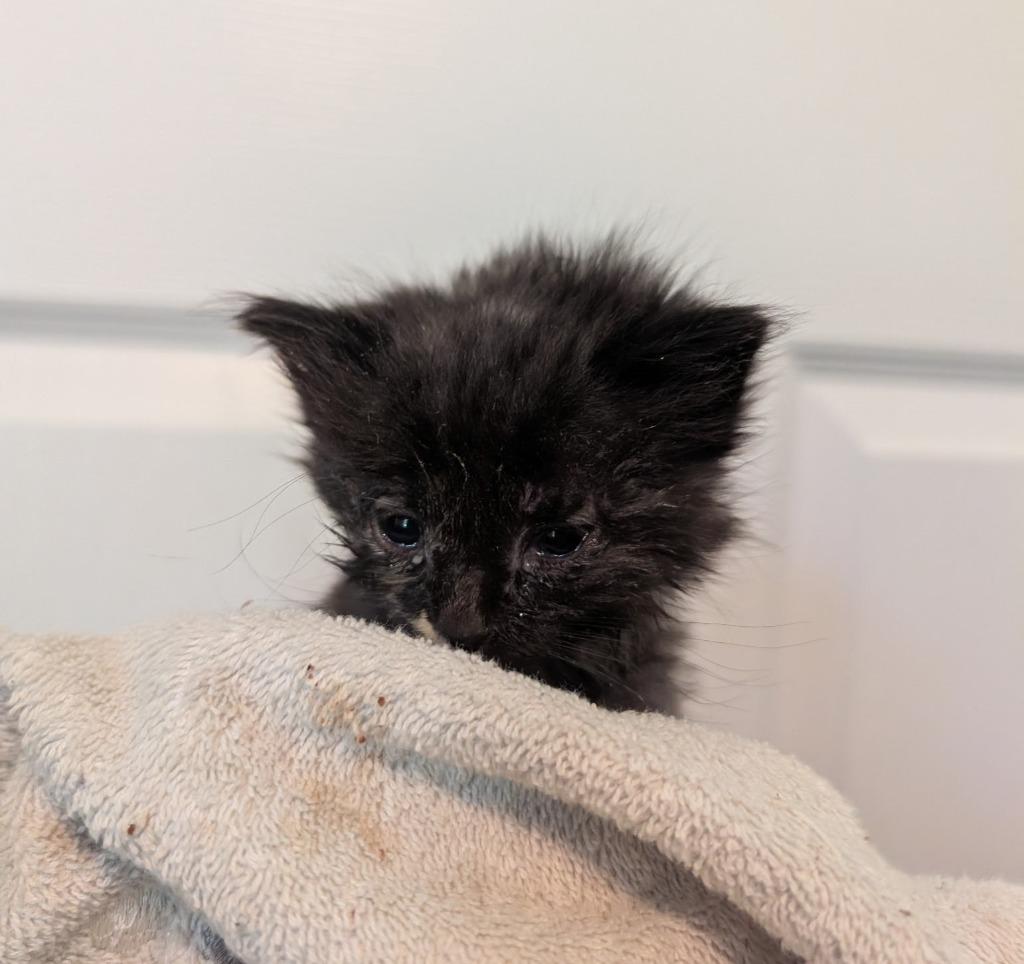Zola, Adoptable, Kitten Female Domestic Medium Hair.