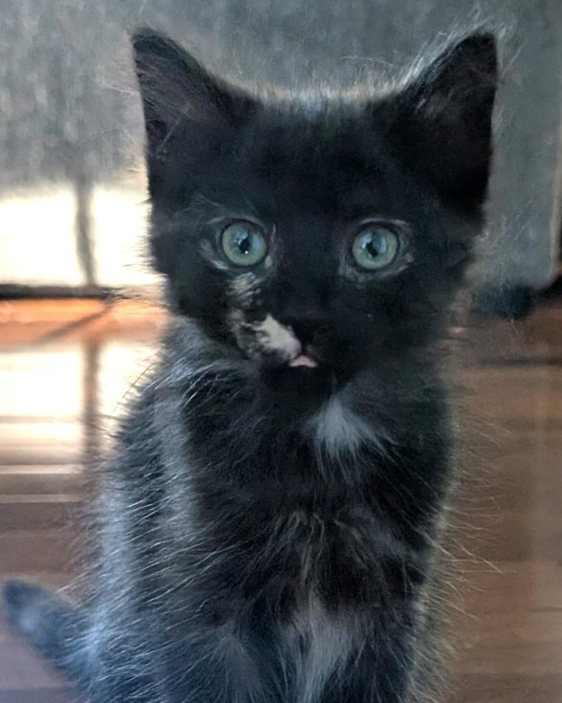 Zola, a Adoptable mixed breed in Fort Oglethorpe, GA image 2/2