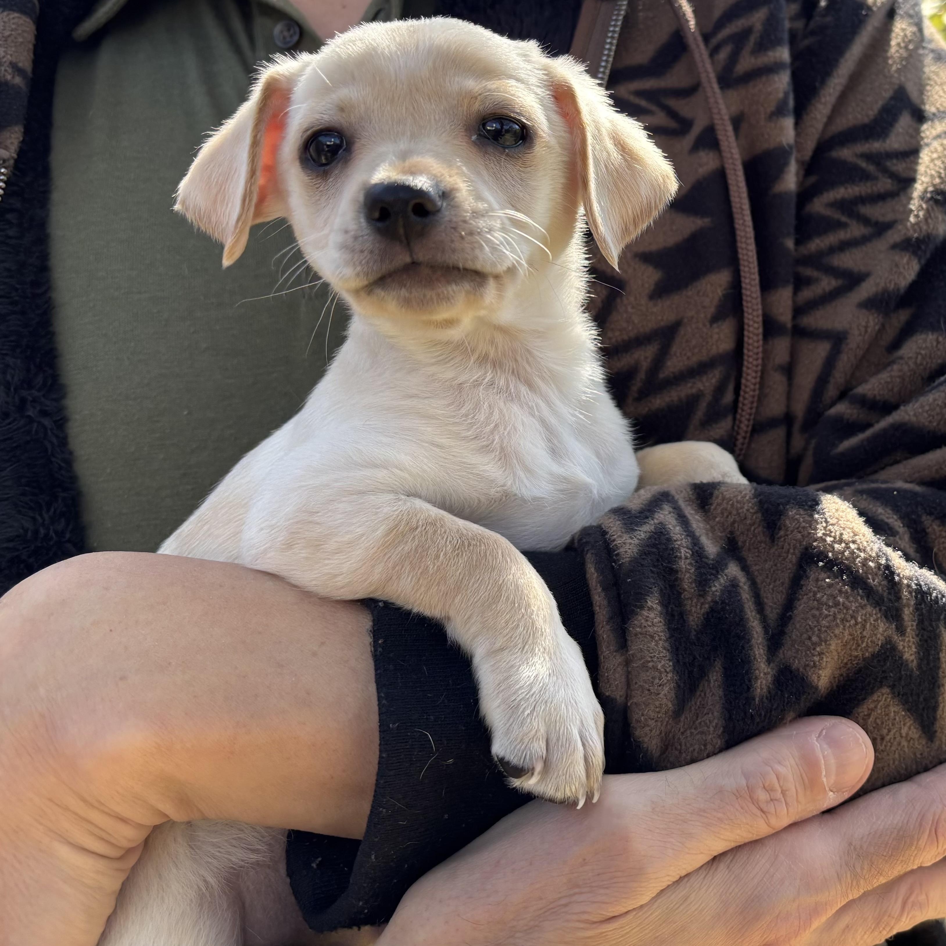 Enlarge Hunter — The Little Bunny‑Hopper With a Big Heart, an adopted mixed breed in Brattleboro, VT image 1/5
