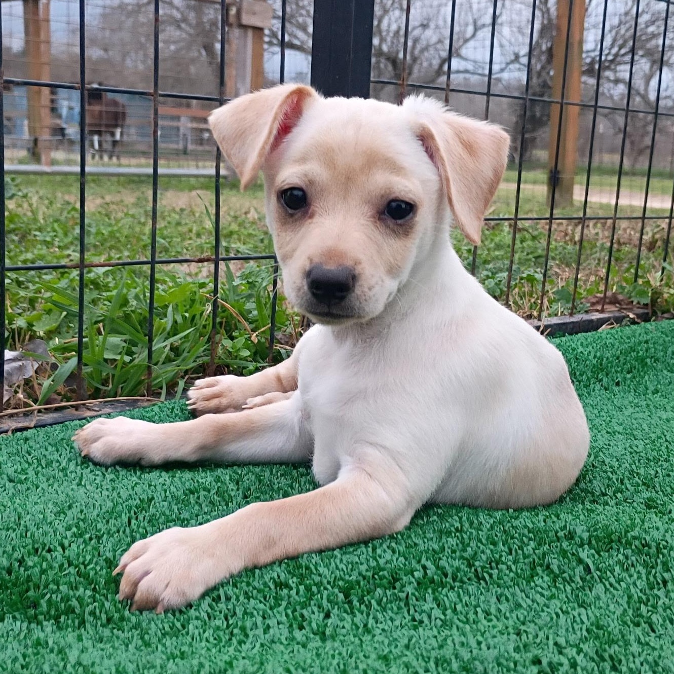 Enlarge Hunter — The Little Bunny‑Hopper With a Big Heart, an adopted mixed breed in Brattleboro, VT image 2/5