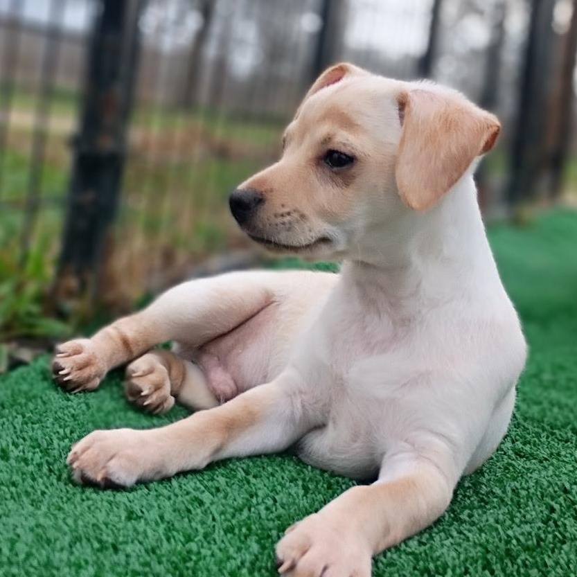 Enlarge Hunter — The Little Bunny‑Hopper With a Big Heart, an adopted mixed breed in Brattleboro, VT image 4/5