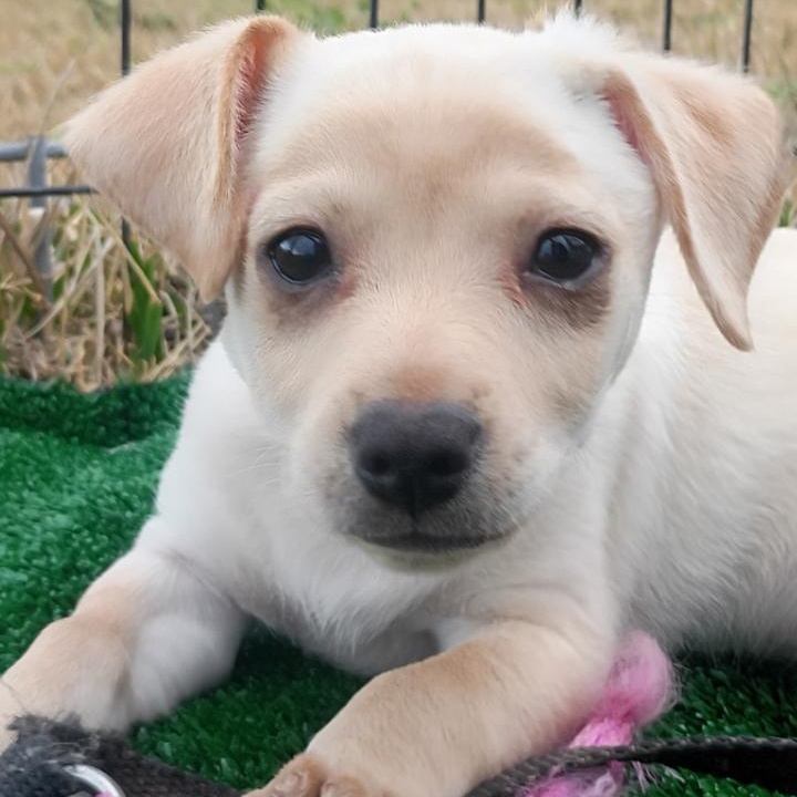 Enlarge Hunter — The Little Bunny‑Hopper With a Big Heart, an adopted mixed breed in Brattleboro, VT image 3/5