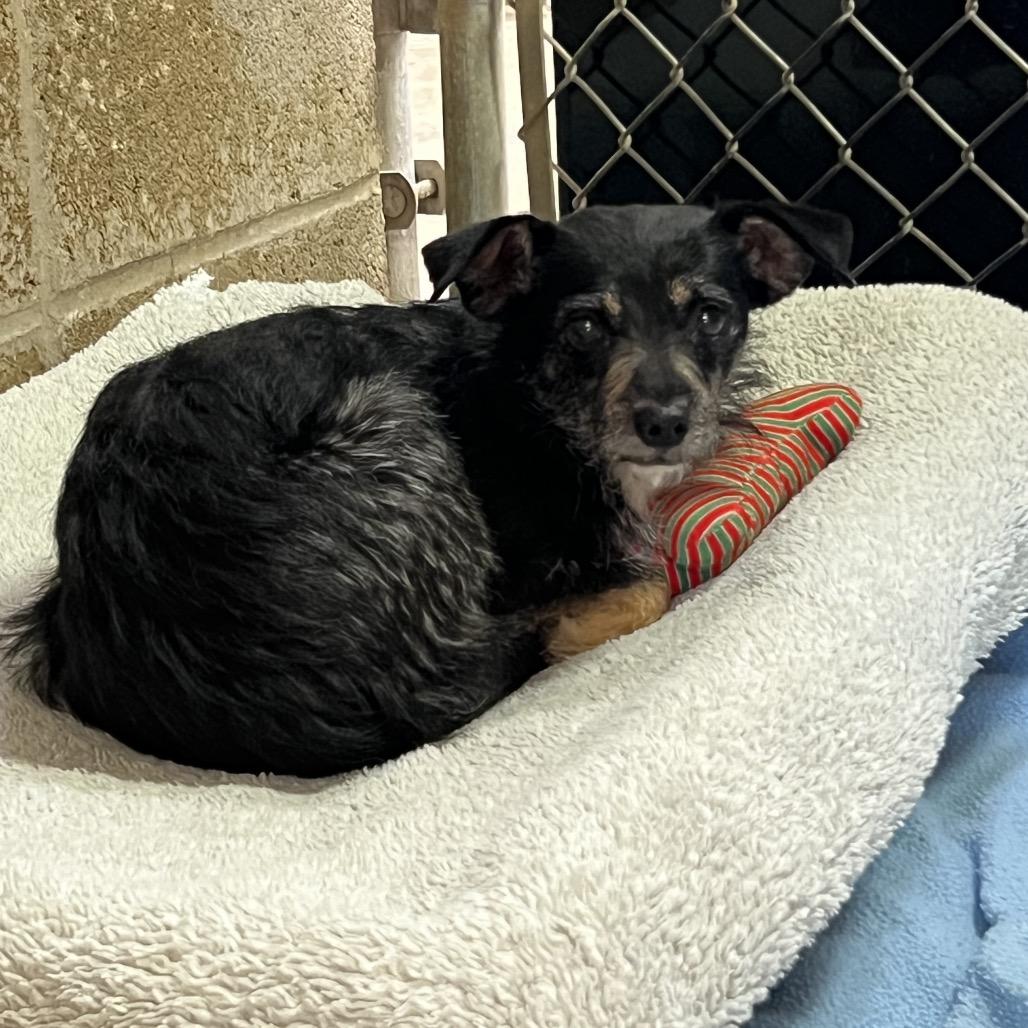 Enlarge Mia, a Adoptable Terrier in Ojai, CA image 1/2