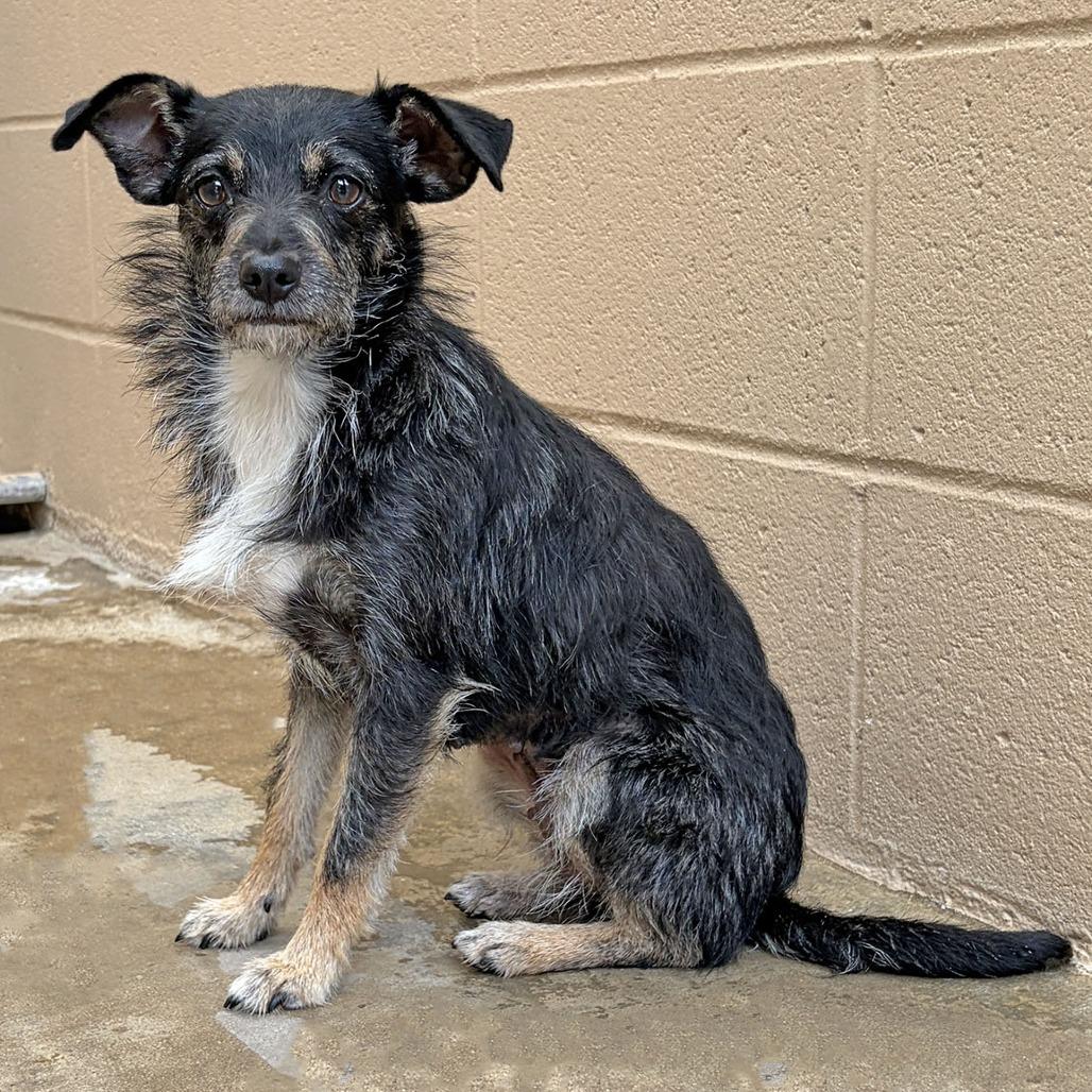Enlarge Mia, a Adoptable Terrier in Ojai, CA image 2/2