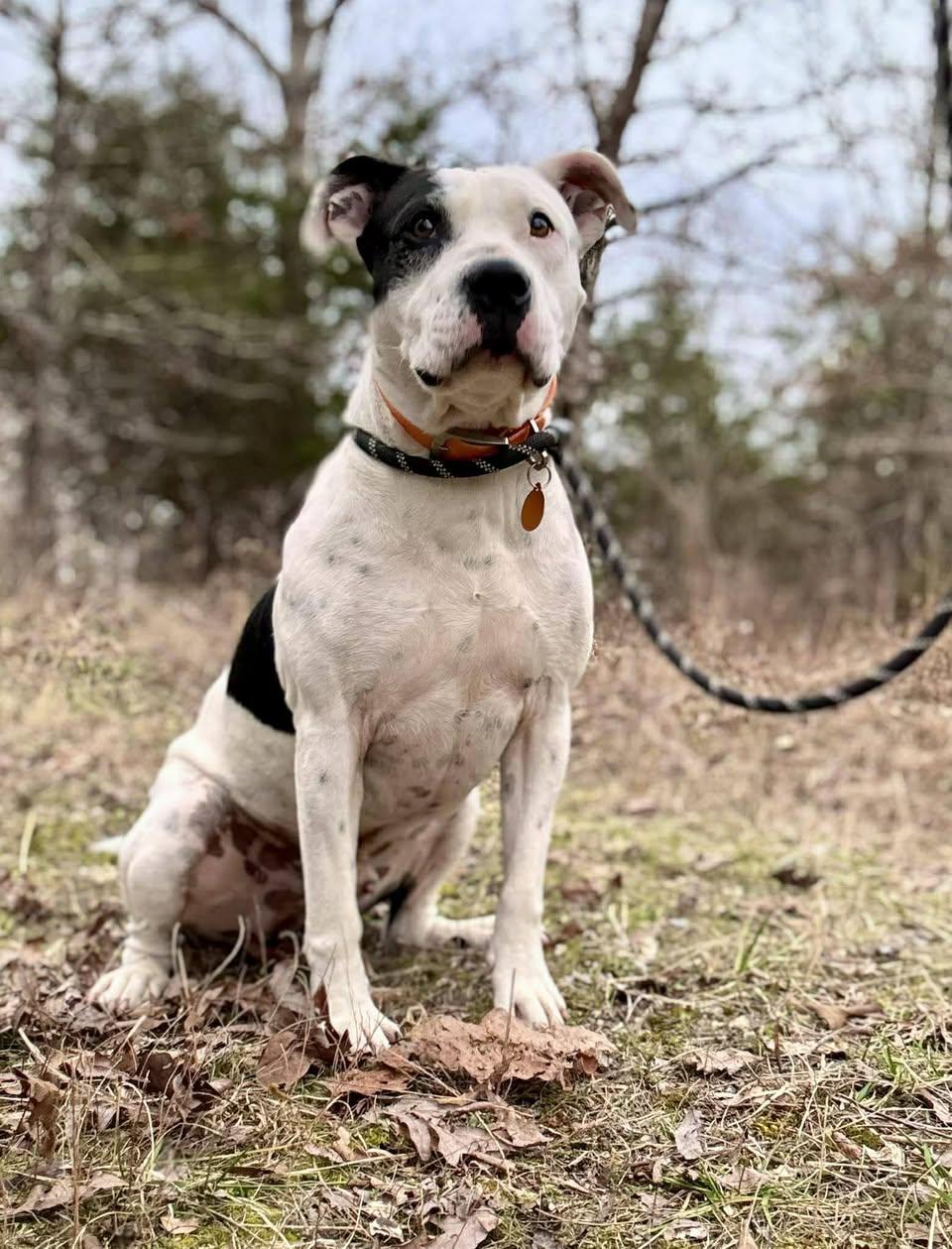 MOMO, ADOPTABLE, Adult Male Terrier.