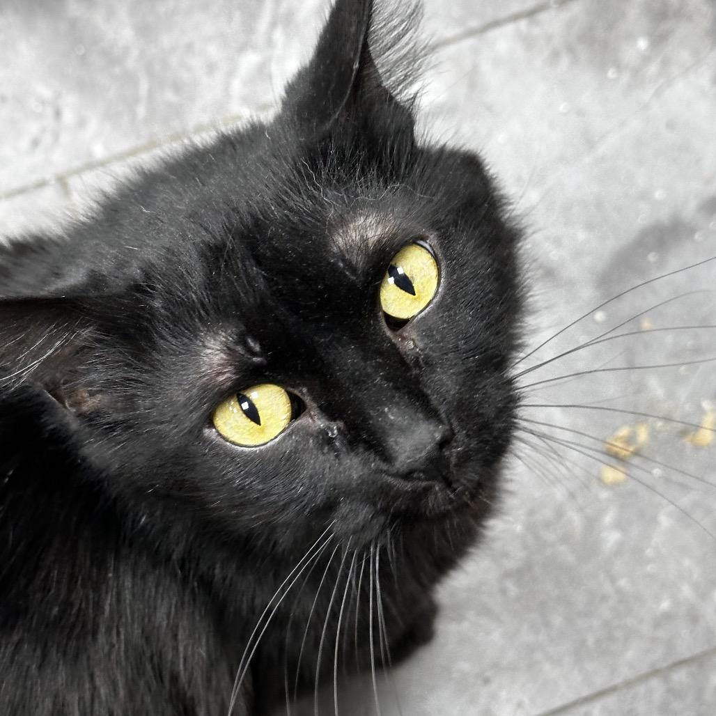 Kitty, Adoptable, Adult Female Domestic Long Hair.