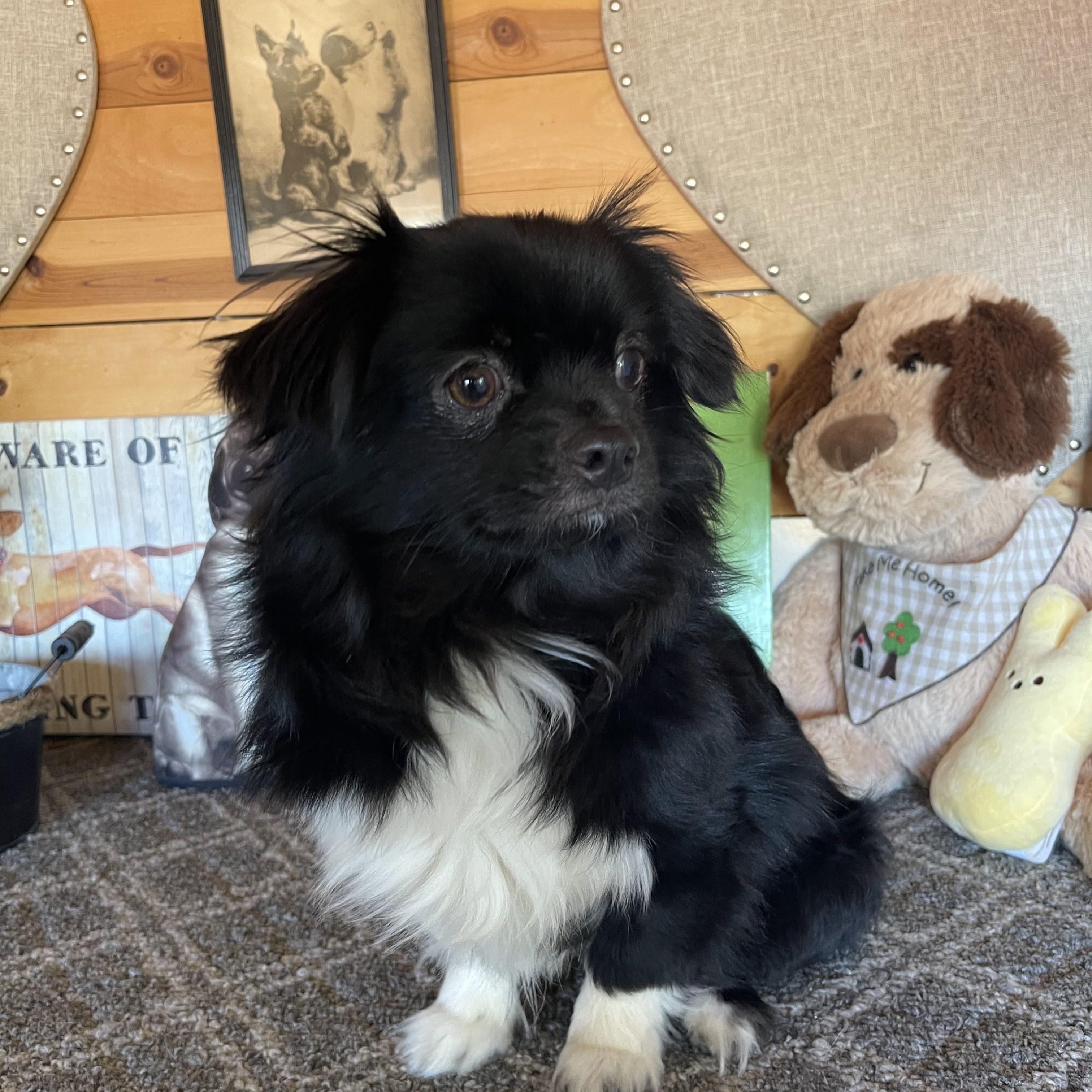 Boots, an adopted mixed breed in Vacaville, CA image 3/4