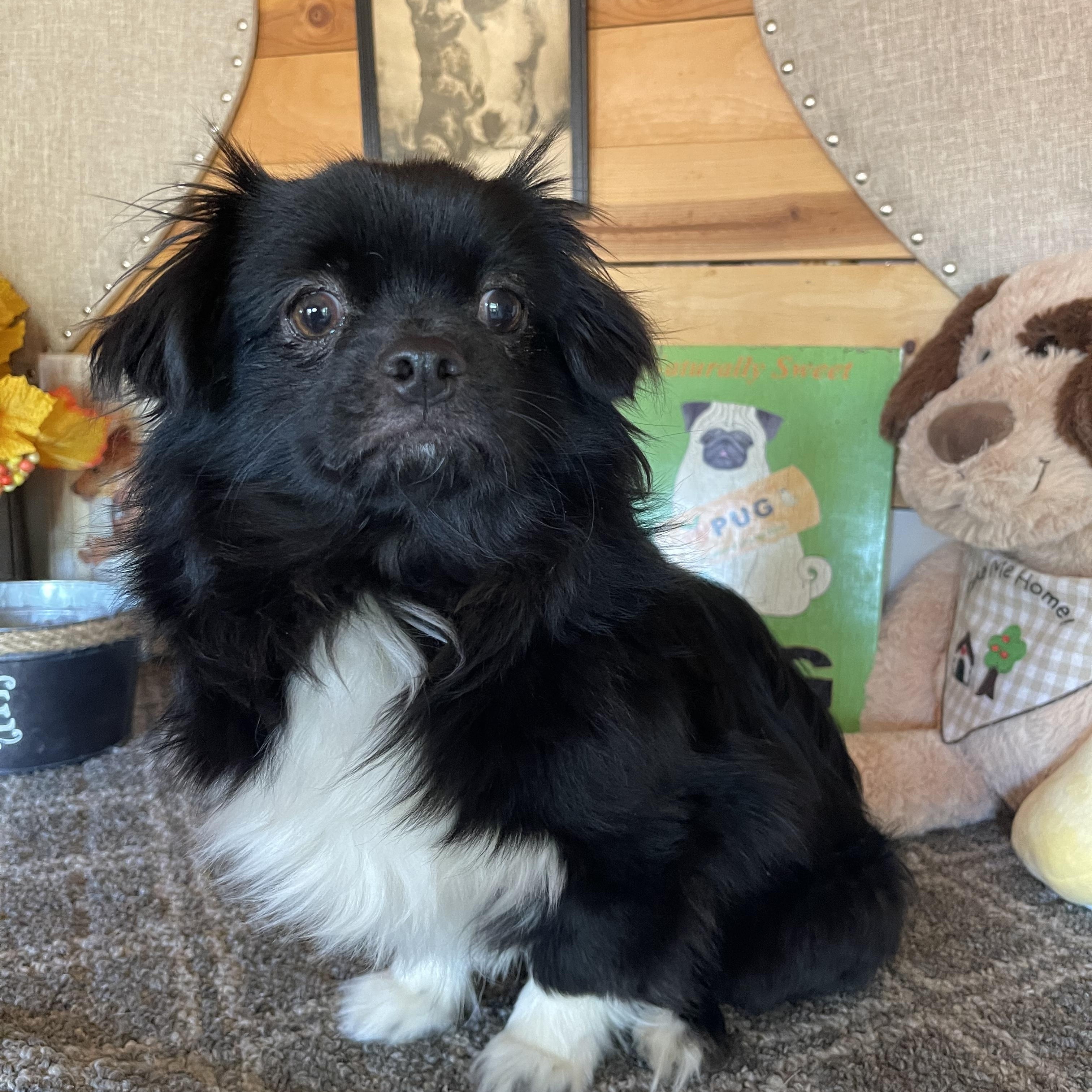 Boots, adopted, Young Male Chihuahua.