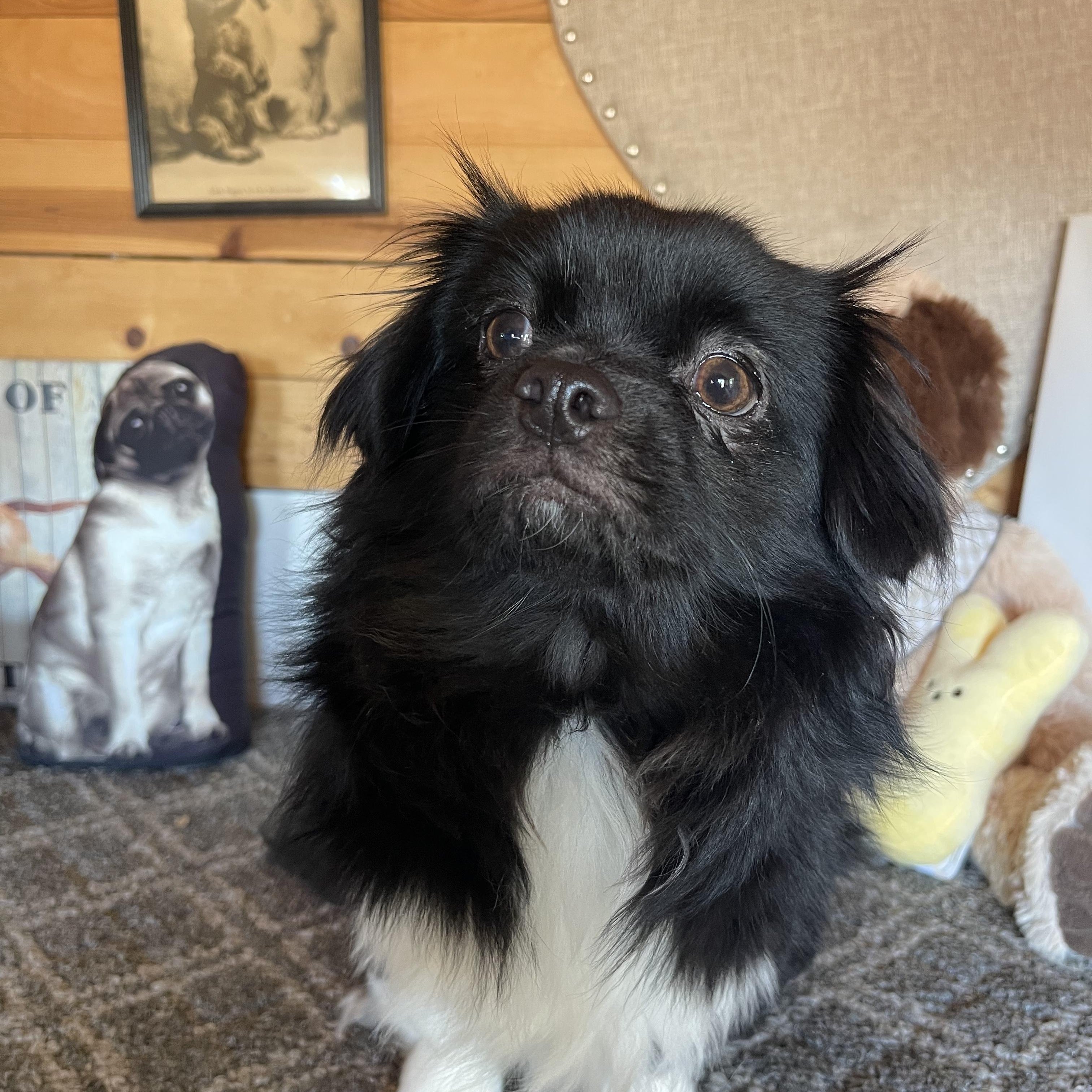 Boots, an adopted mixed breed in Vacaville, CA image 2/4