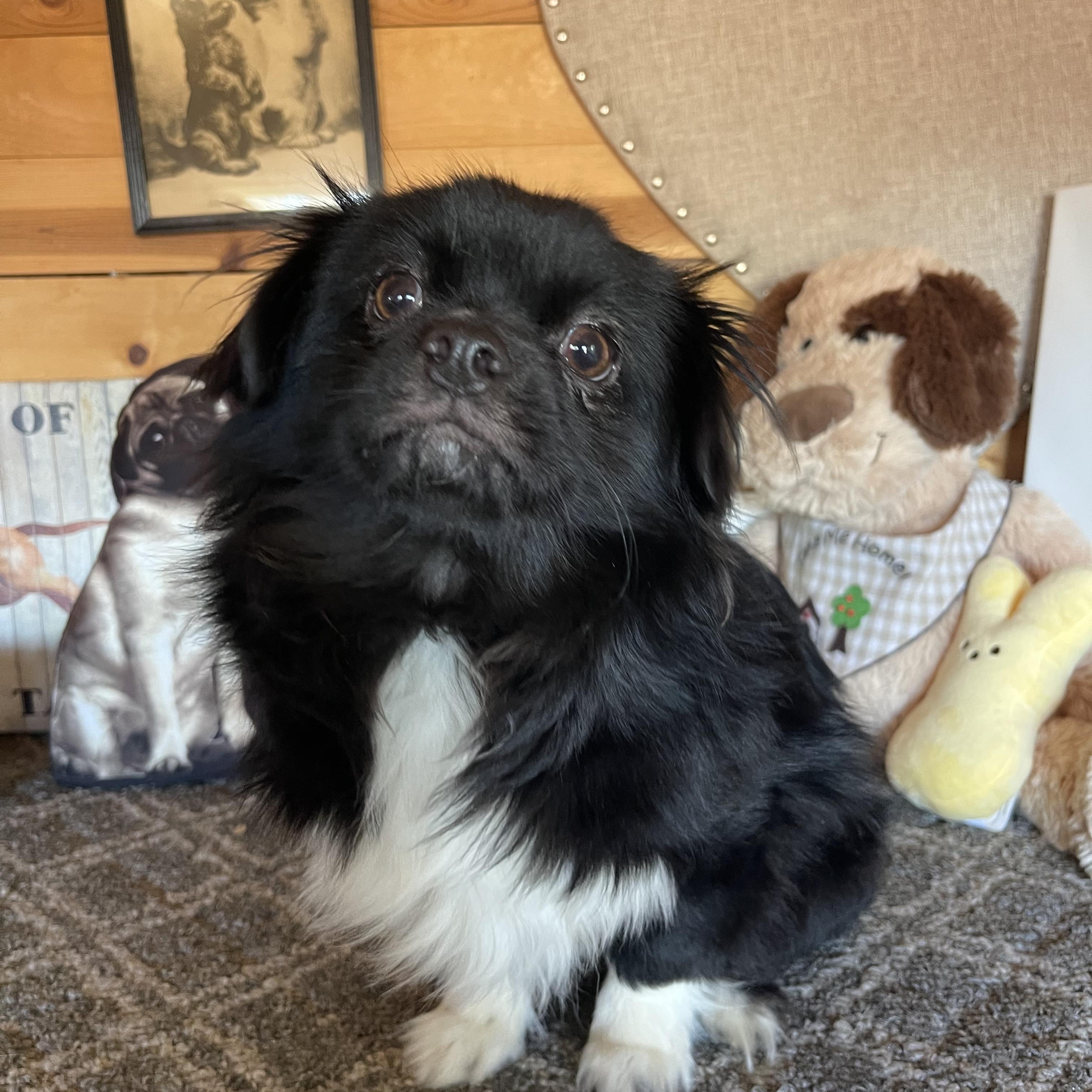 Boots, an adopted mixed breed in Vacaville, CA image 4/4
