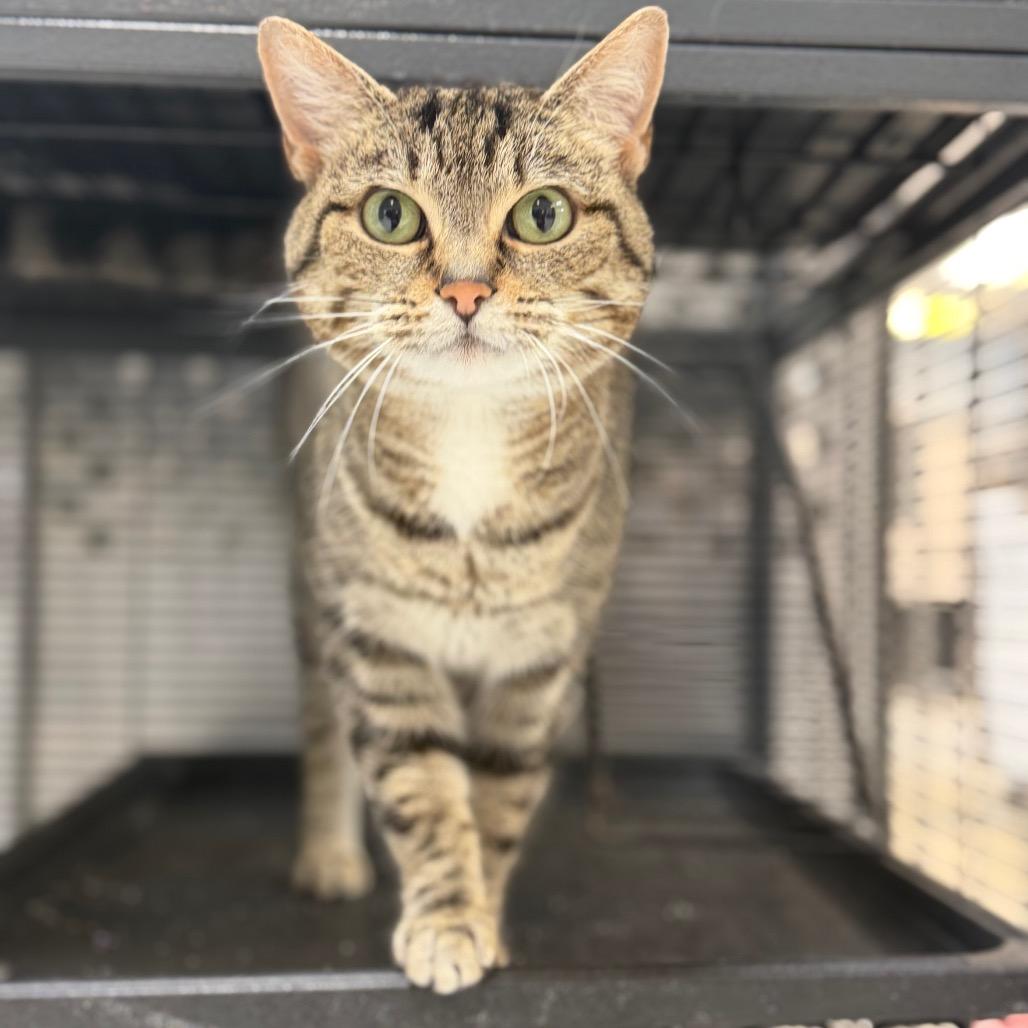 Suki, Adoptable, Adult Female Domestic Short Hair.